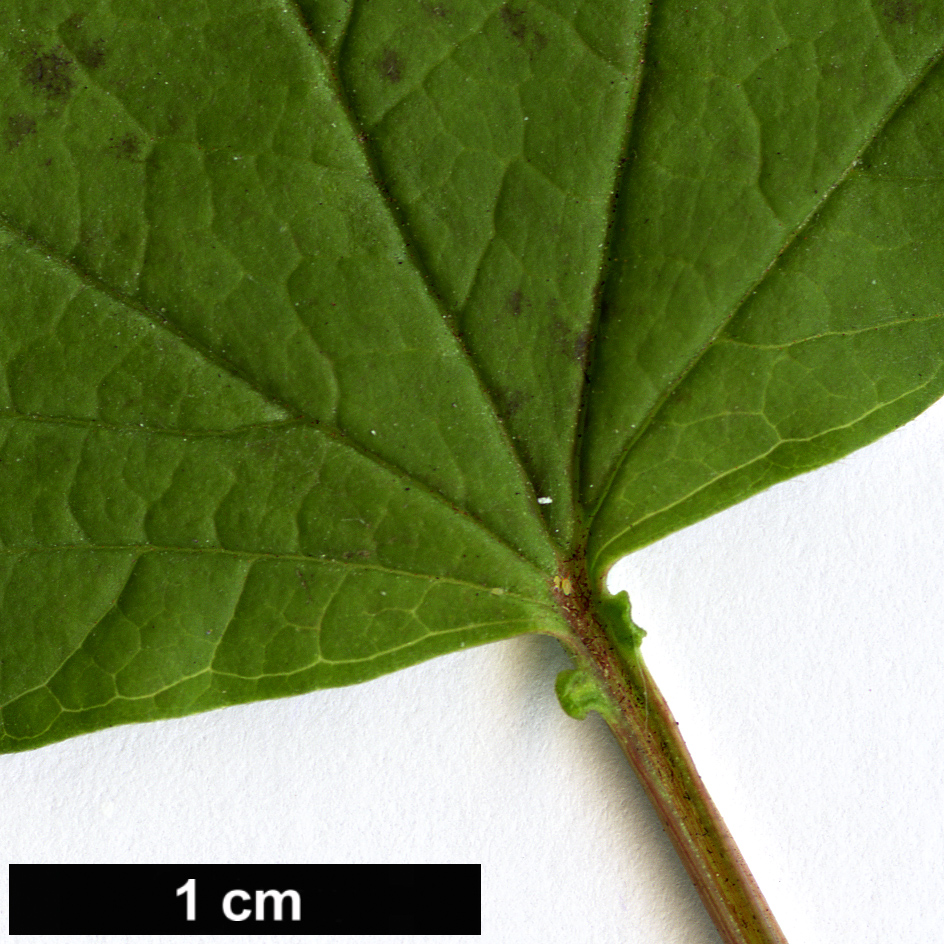 High resolution image: Family: Adoxaceae - Genus: Viburnum - Taxon: trilobum