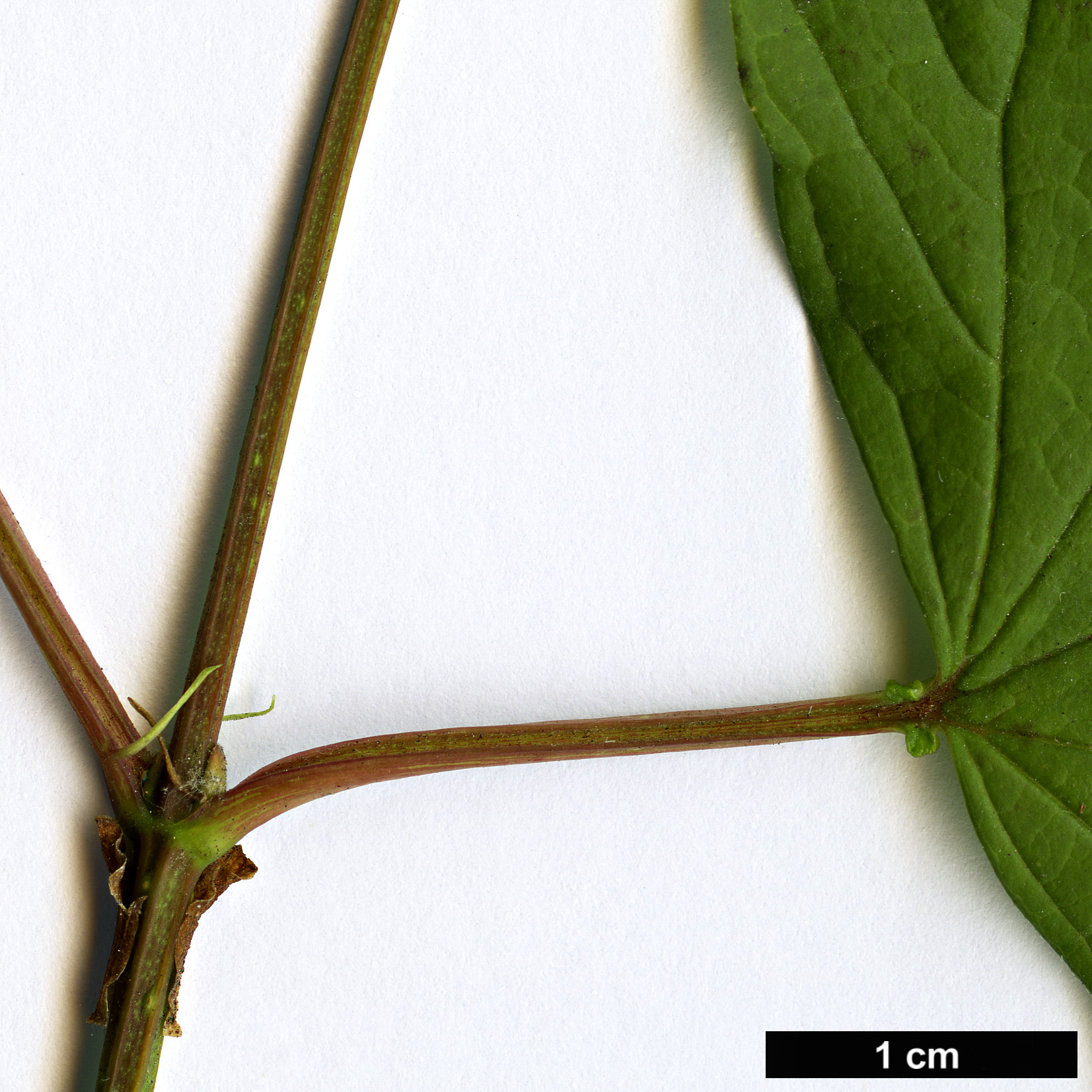 High resolution image: Family: Adoxaceae - Genus: Viburnum - Taxon: trilobum