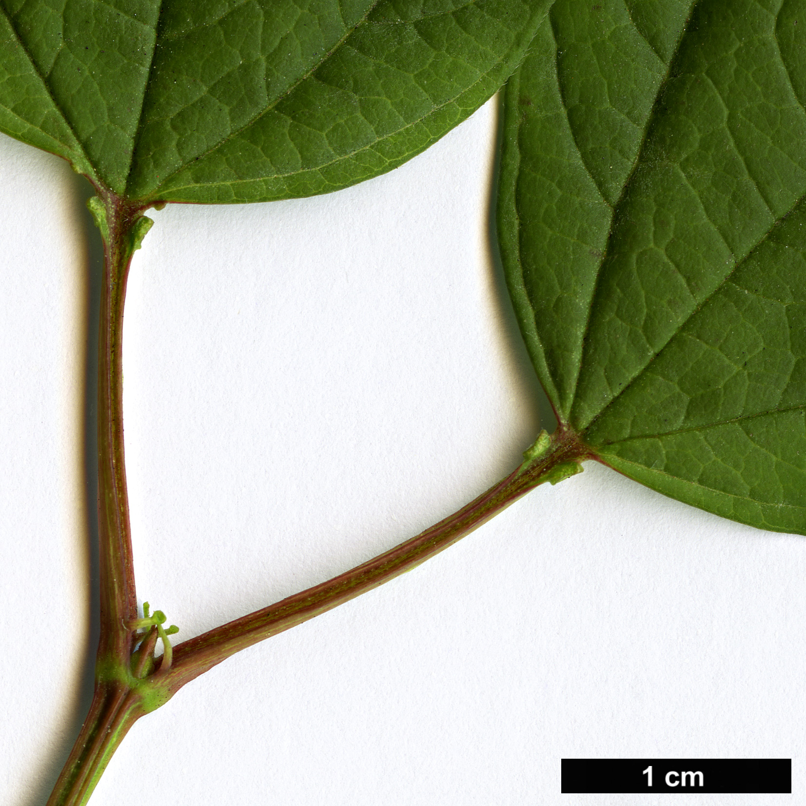 High resolution image: Family: Adoxaceae - Genus: Viburnum - Taxon: trilobum