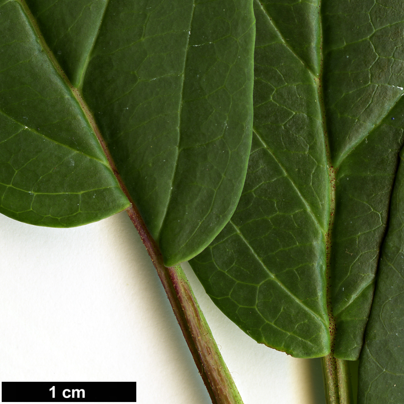 High resolution image: Family: Adoxaceae - Genus: Viburnum - Taxon: urceolatum