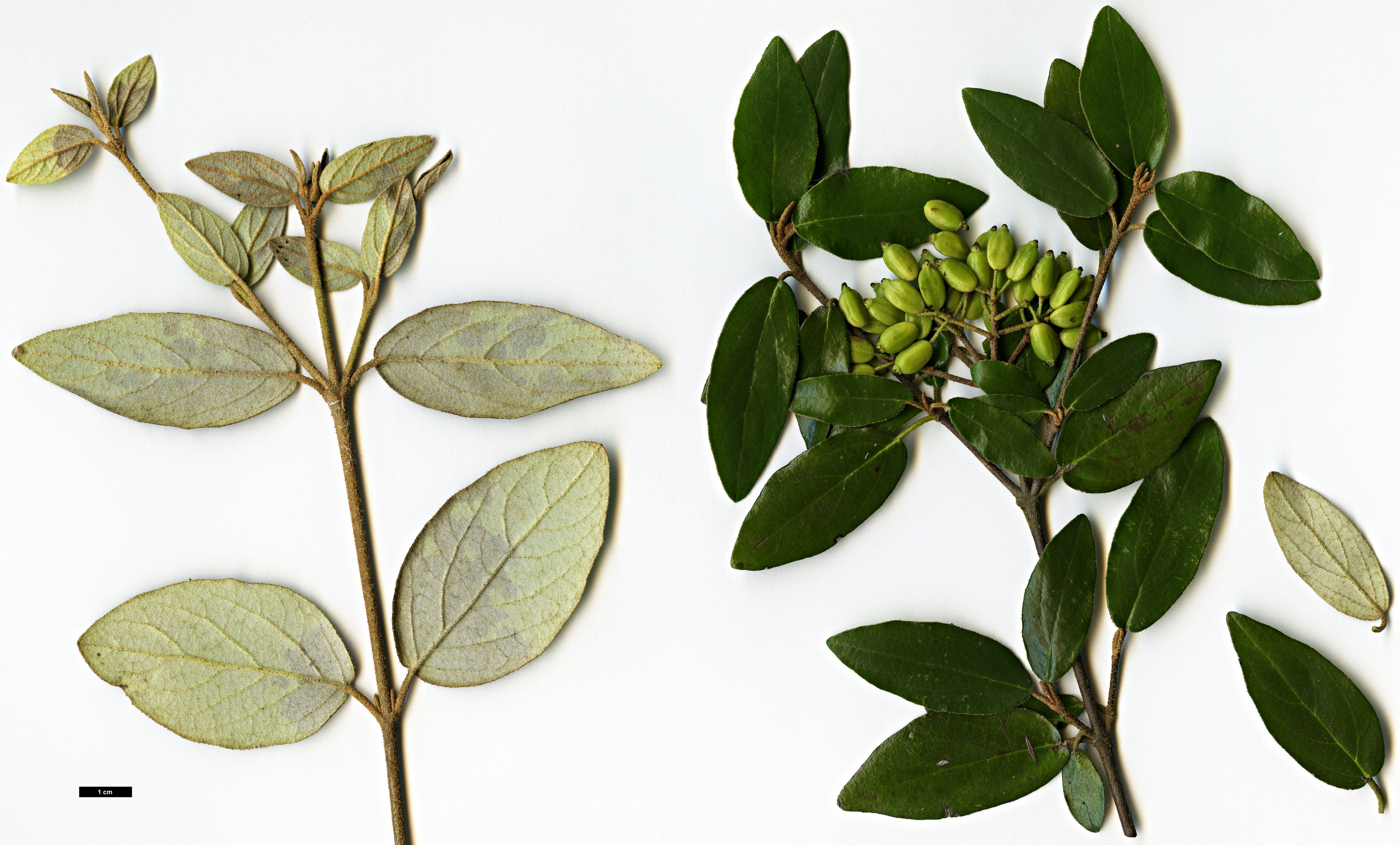 High resolution image: Family: Adoxaceae - Genus: Viburnum - Taxon: utile