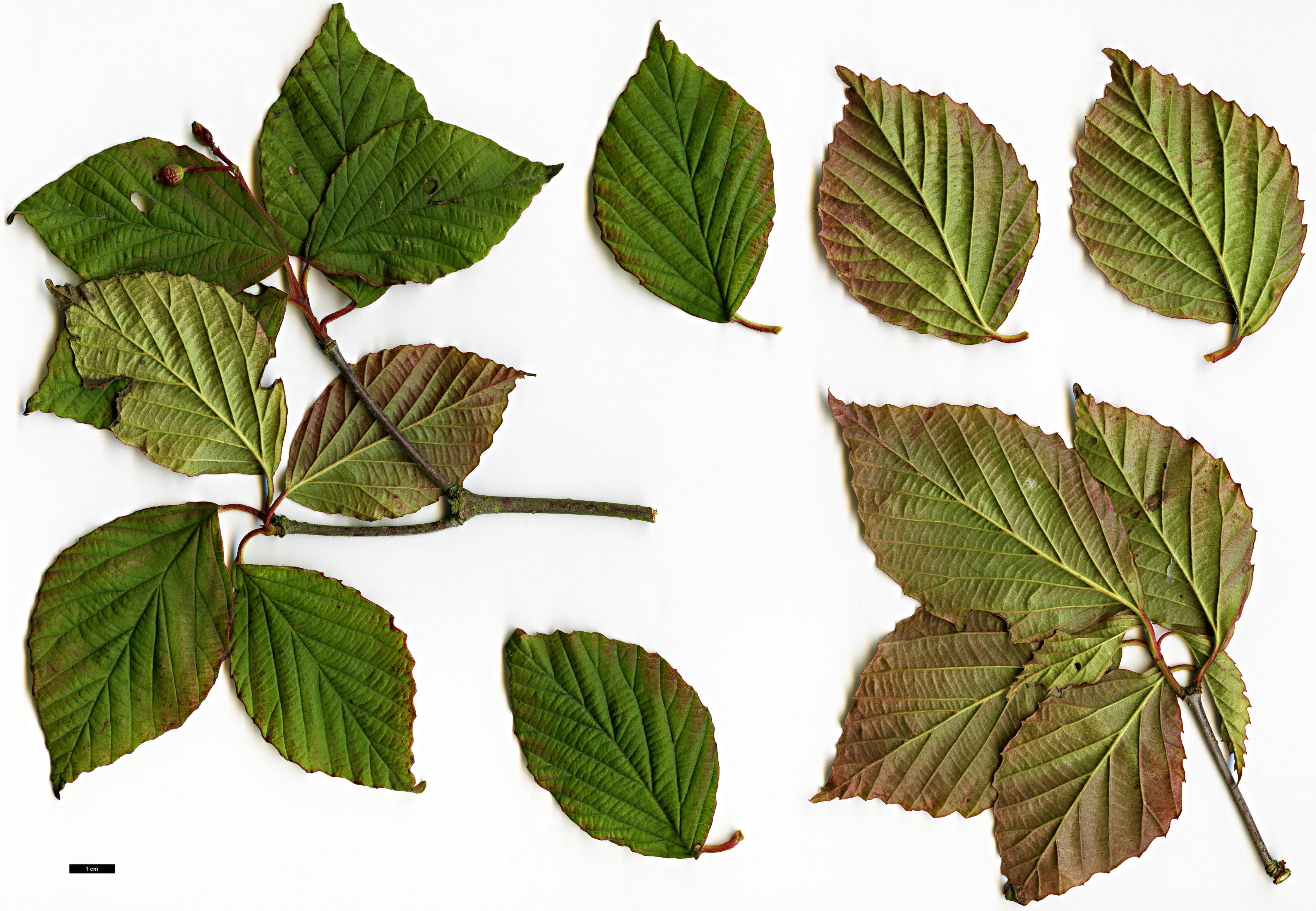 High resolution image: Family: Adoxaceae - Genus: Viburnum - Taxon: wrightii