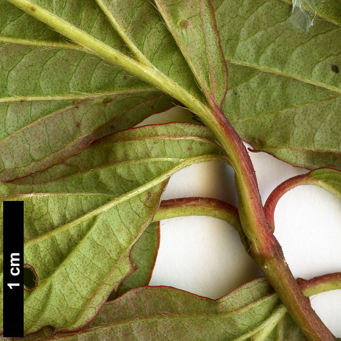 High resolution image: Family: Adoxaceae - Genus: Viburnum - Taxon: wrightii