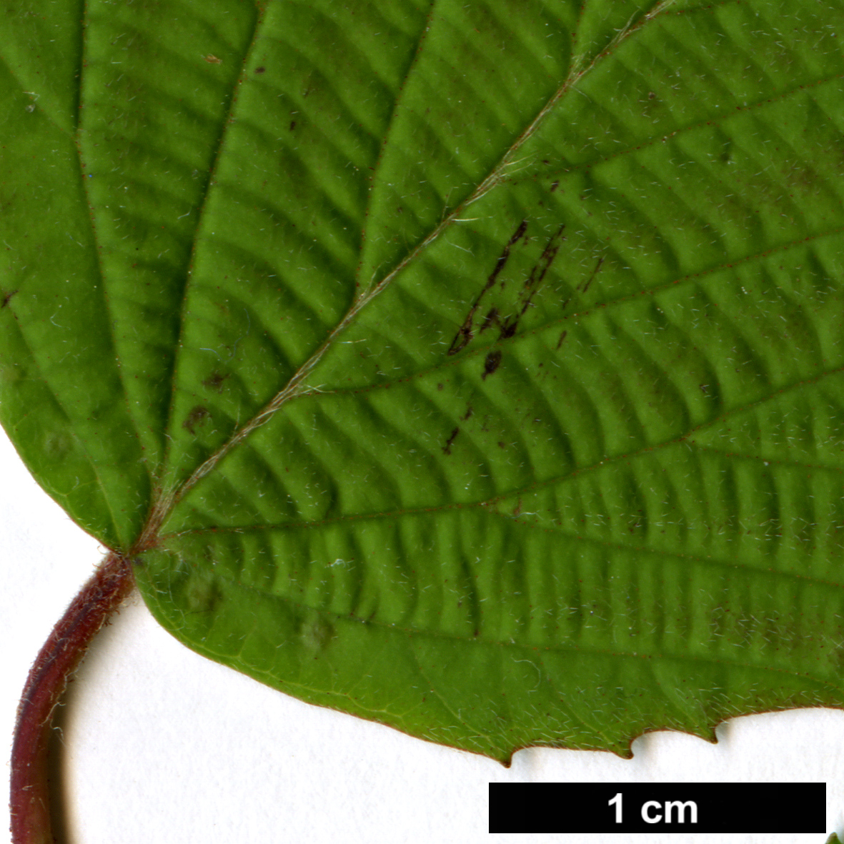 High resolution image: Family: Adoxaceae - Genus: Viburnum - Taxon: wrightii