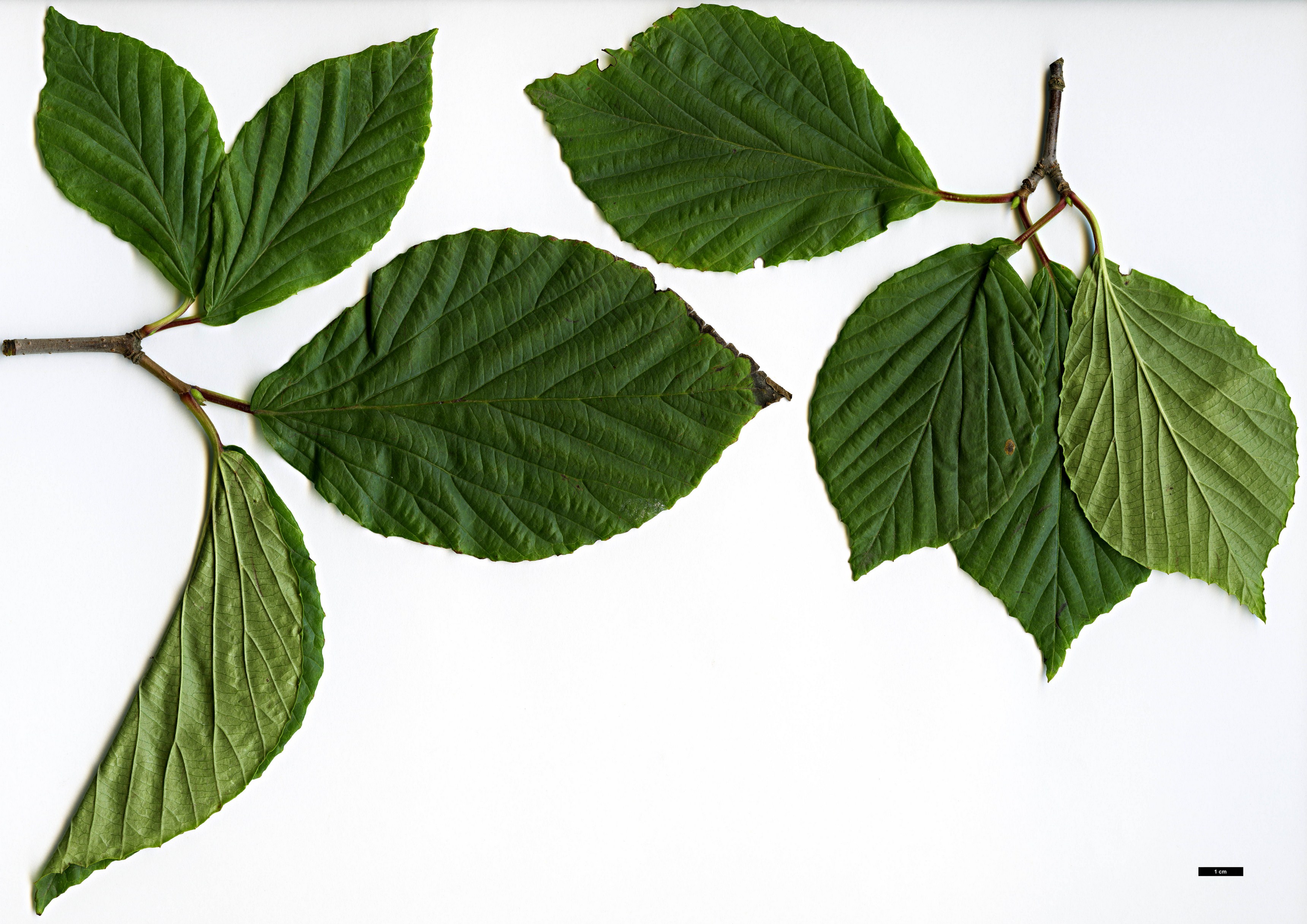 High resolution image: Family: Adoxaceae - Genus: Viburnum - Taxon: wrightii