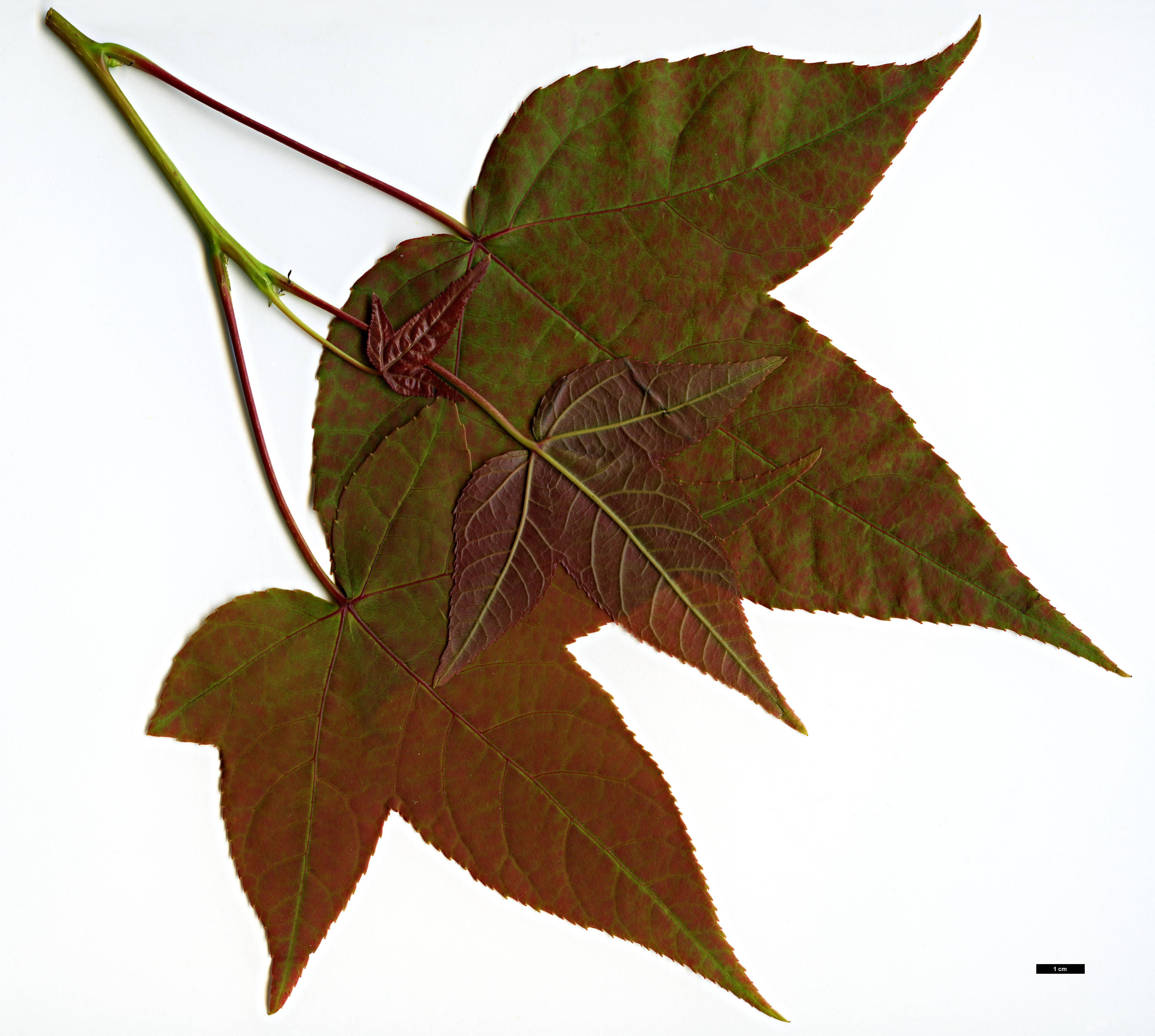 High resolution image: Family: Altingiaceae - Genus: Liquidambar - Taxon: acalycina