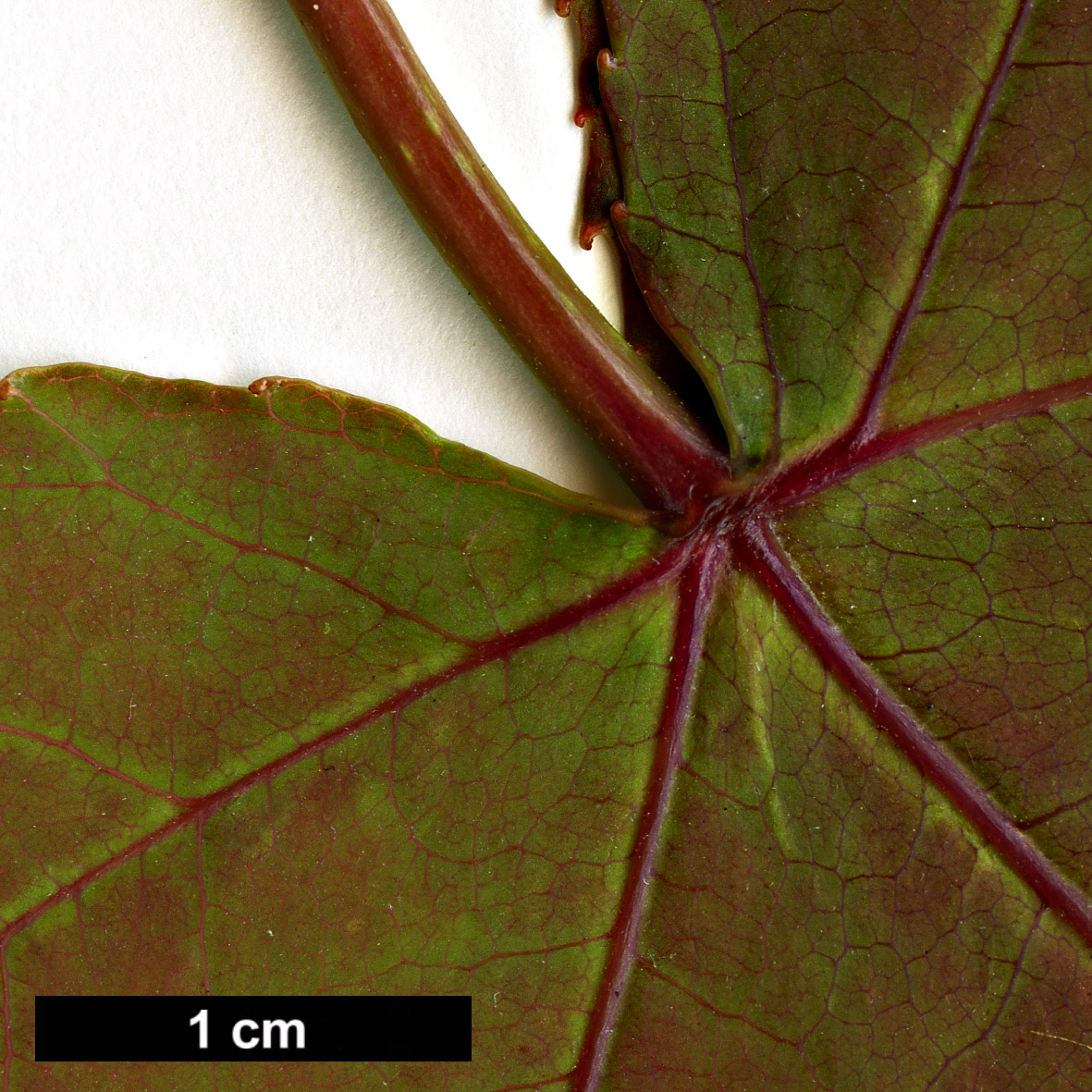 High resolution image: Family: Altingiaceae - Genus: Liquidambar - Taxon: acalycina