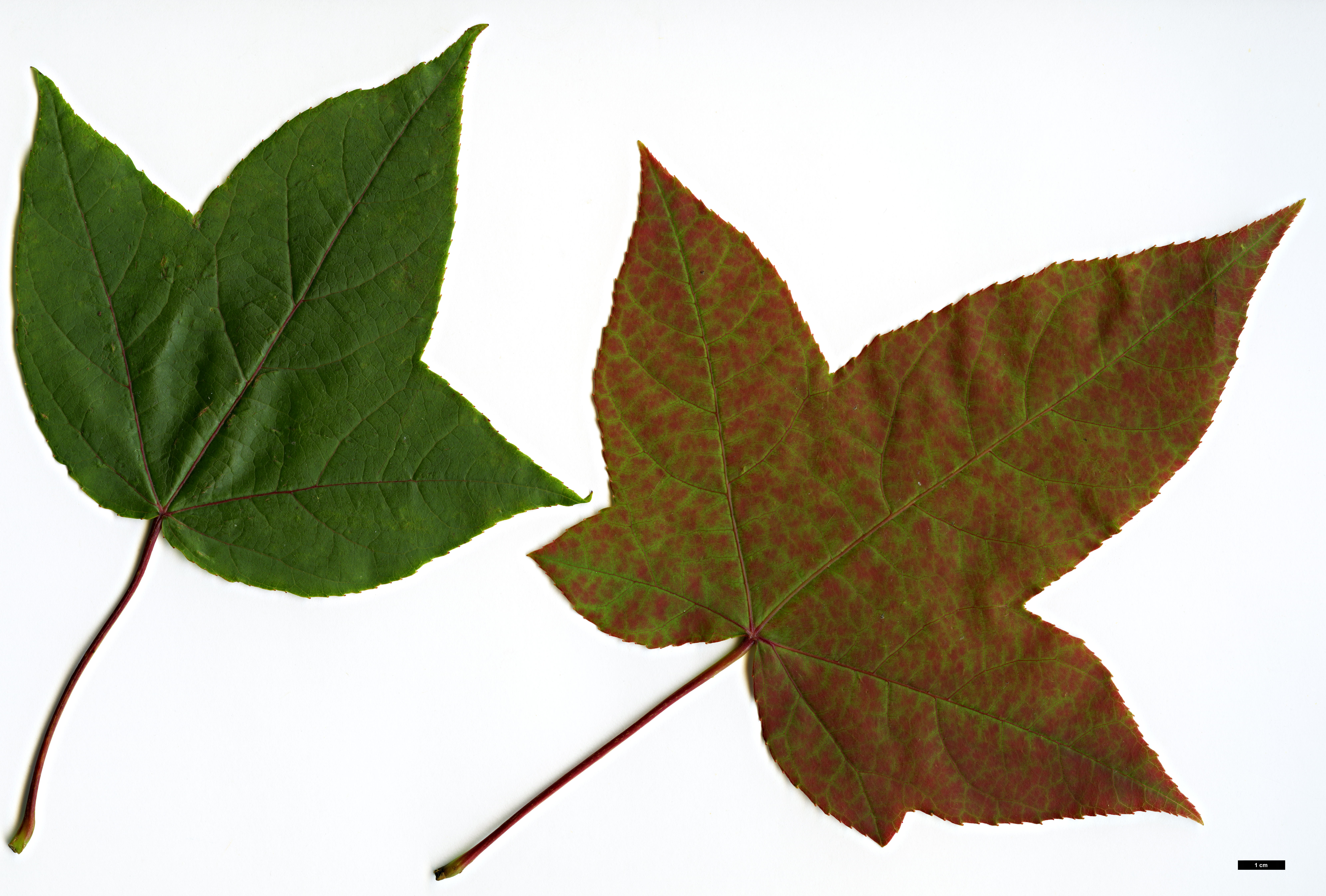 High resolution image: Family: Altingiaceae - Genus: Liquidambar - Taxon: acalycina