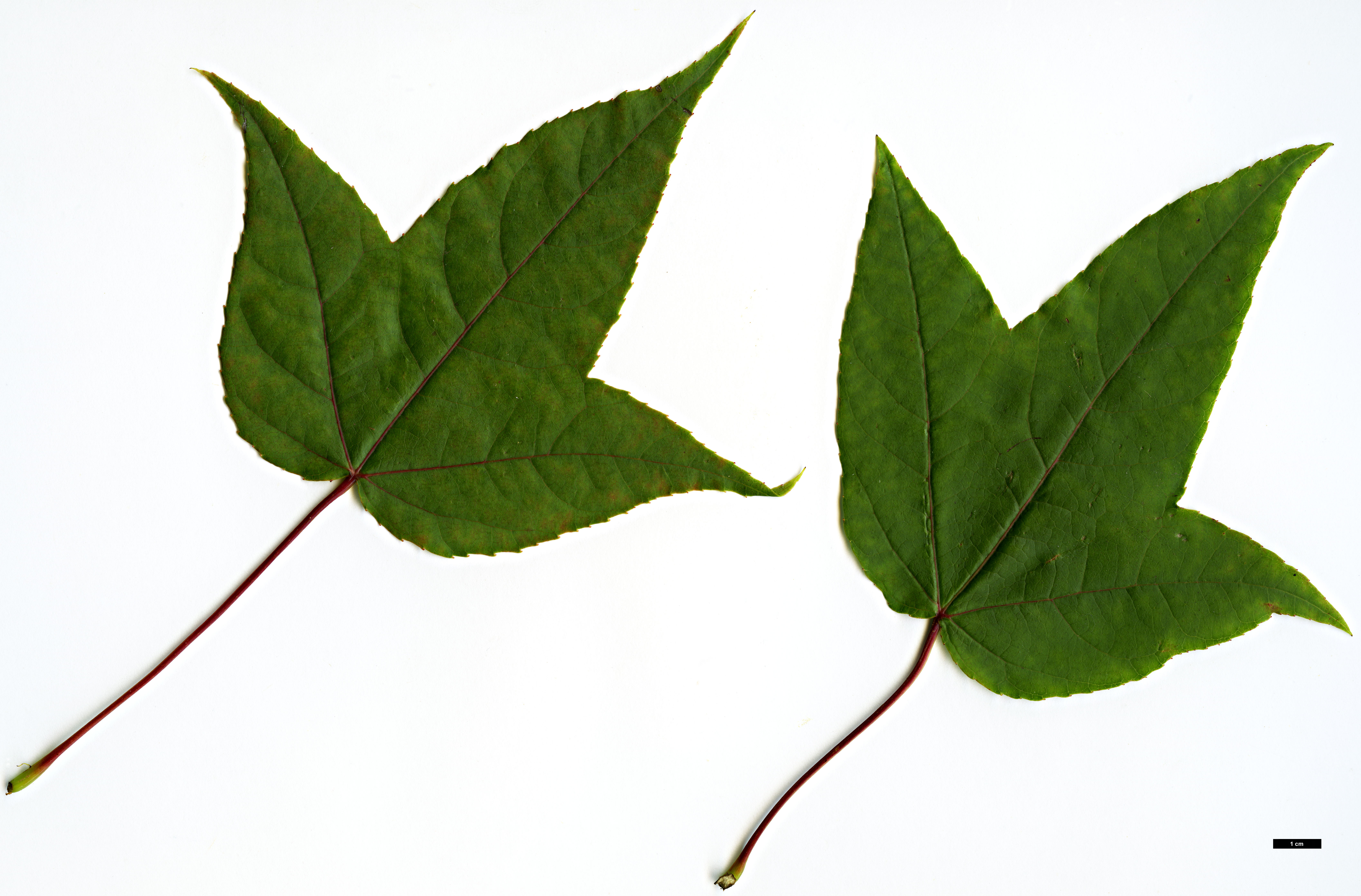 High resolution image: Family: Altingiaceae - Genus: Liquidambar - Taxon: acalycina