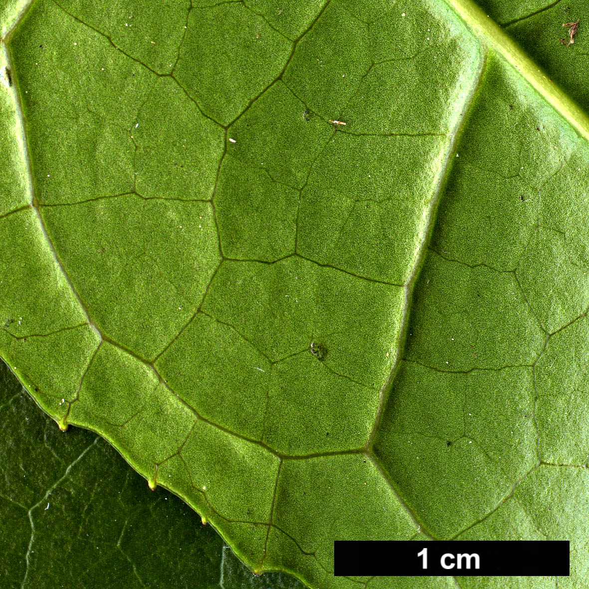 High resolution image: Family: Altingiaceae - Genus: Liquidambar - Taxon: chinensis