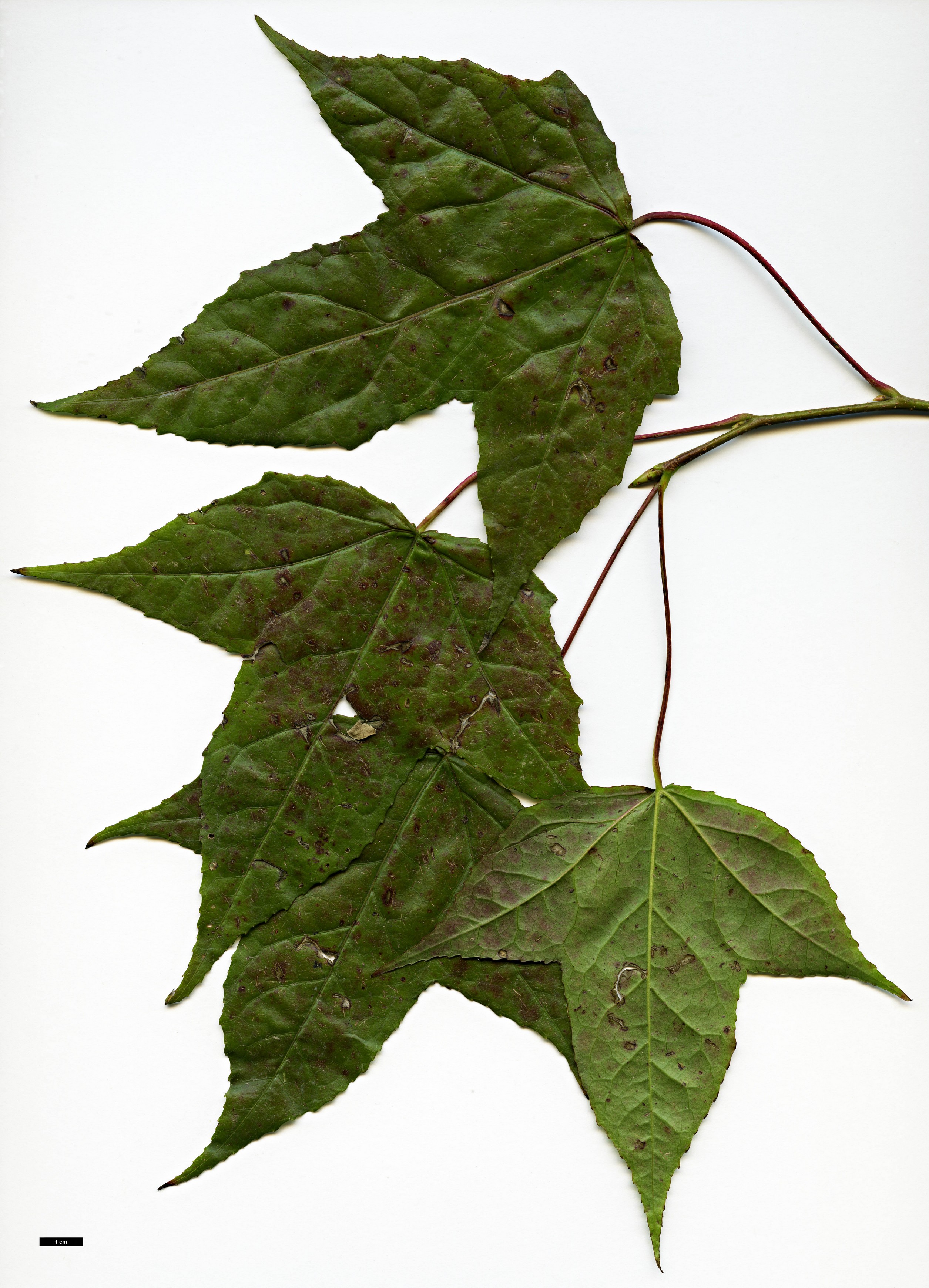 High resolution image: Family: Altingiaceae - Genus: Liquidambar - Taxon: macrophylla