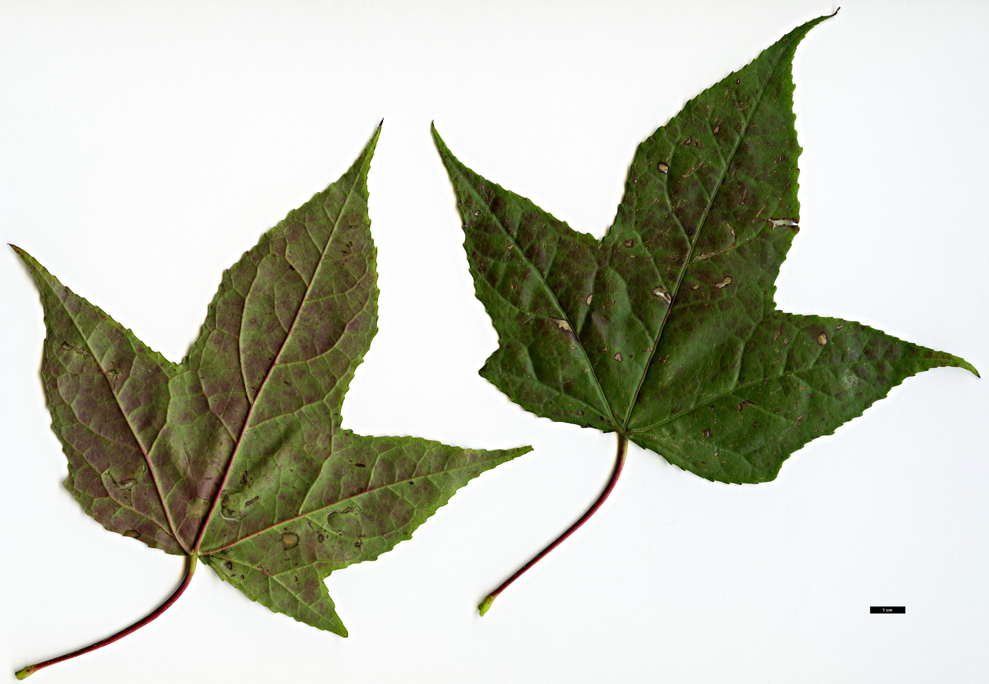 High resolution image: Family: Altingiaceae - Genus: Liquidambar - Taxon: macrophylla