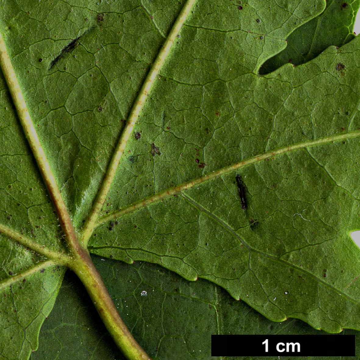 High resolution image: Family: Altingiaceae - Genus: Liquidambar - Taxon: orientalis