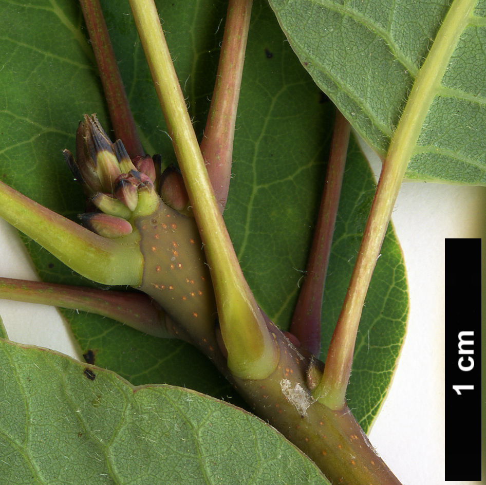 High resolution image: Family: Anacardiaceae - Genus: Cotinus - Taxon: coggygria