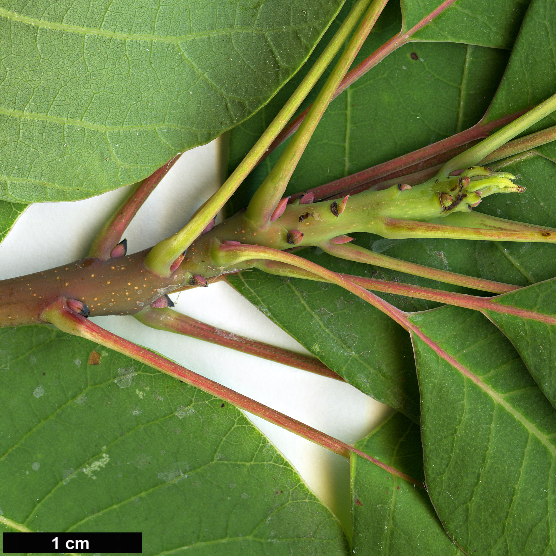 High resolution image: Family: Anacardiaceae - Genus: Cotinus - Taxon: coggygria