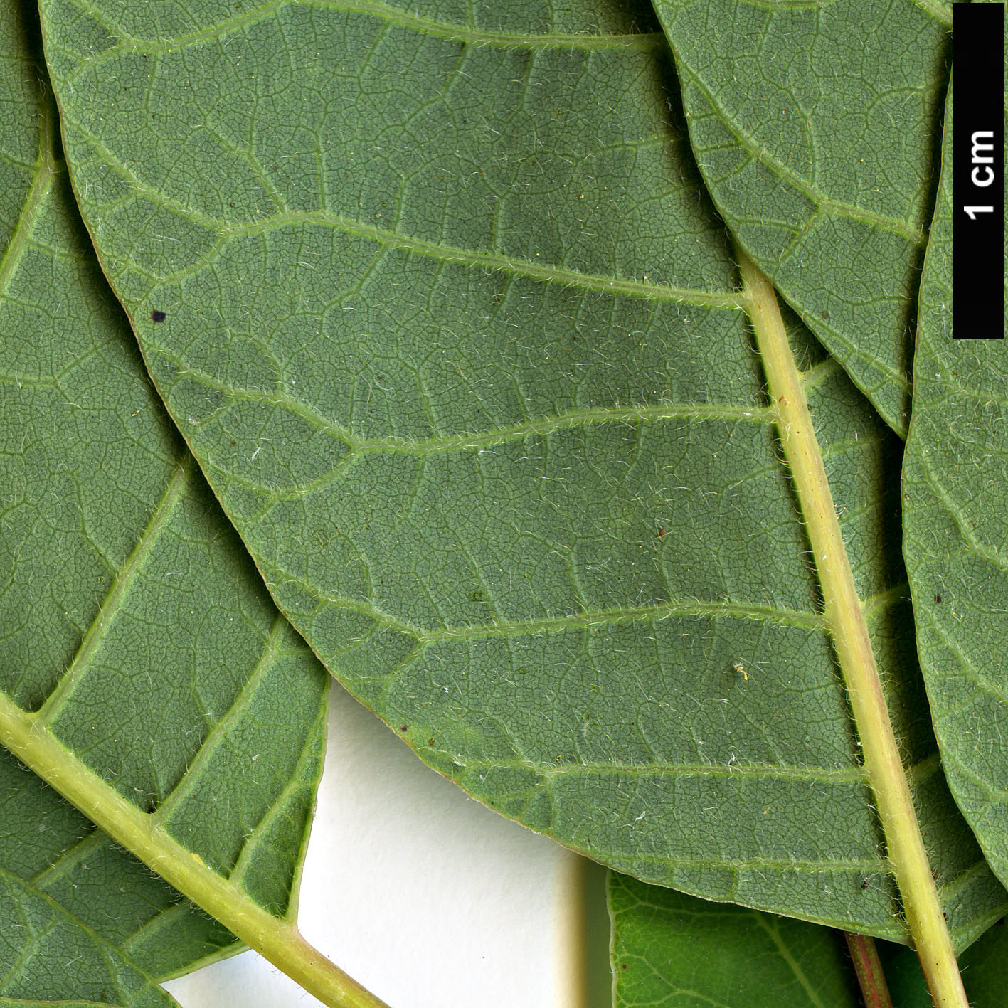 High resolution image: Family: Anacardiaceae - Genus: Cotinus - Taxon: coggygria