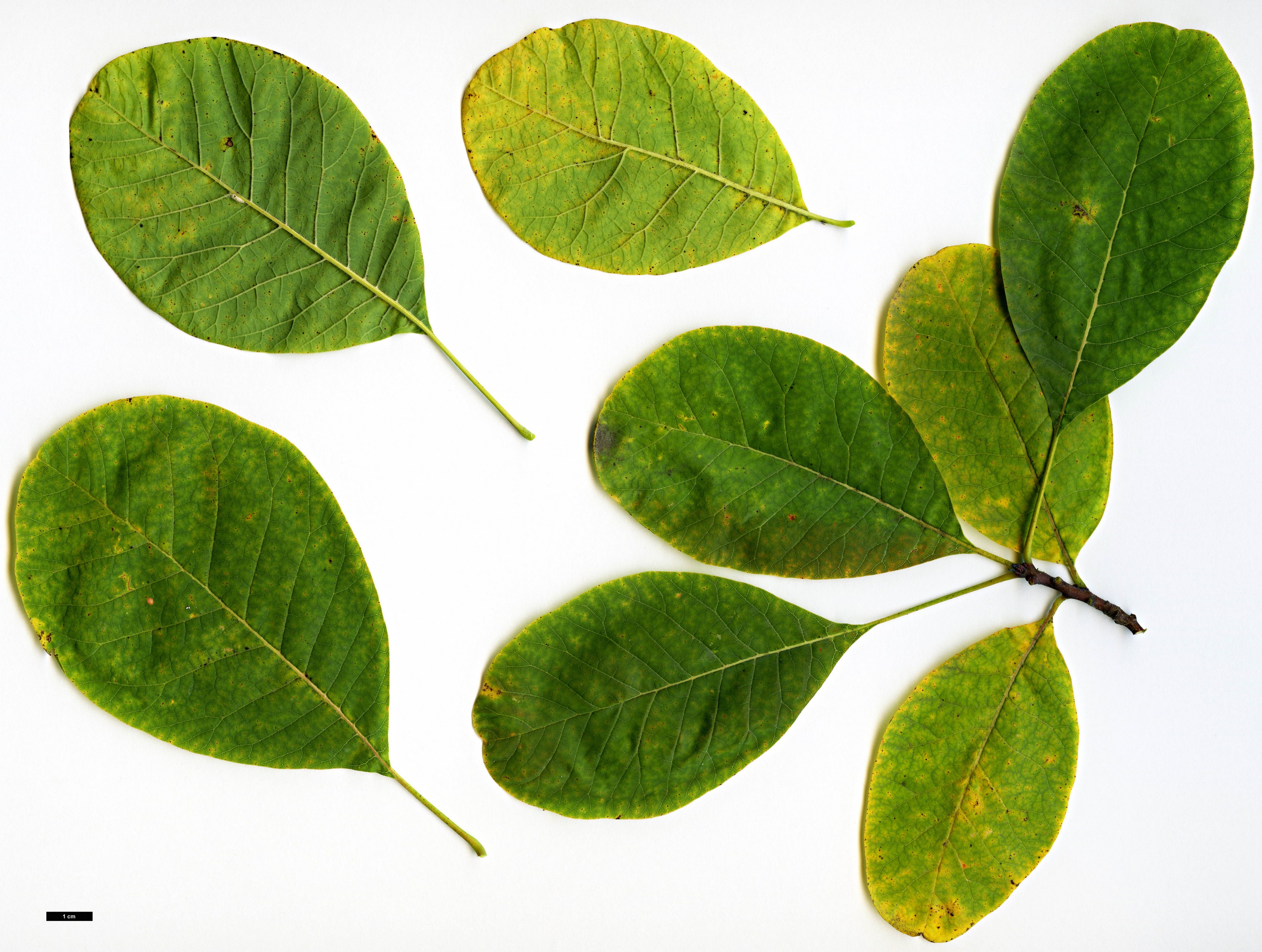 High resolution image: Family: Anacardiaceae - Genus: Cotinus - Taxon: obovatus