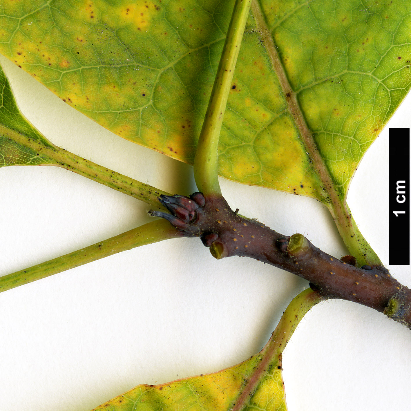 High resolution image: Family: Anacardiaceae - Genus: Cotinus - Taxon: obovatus