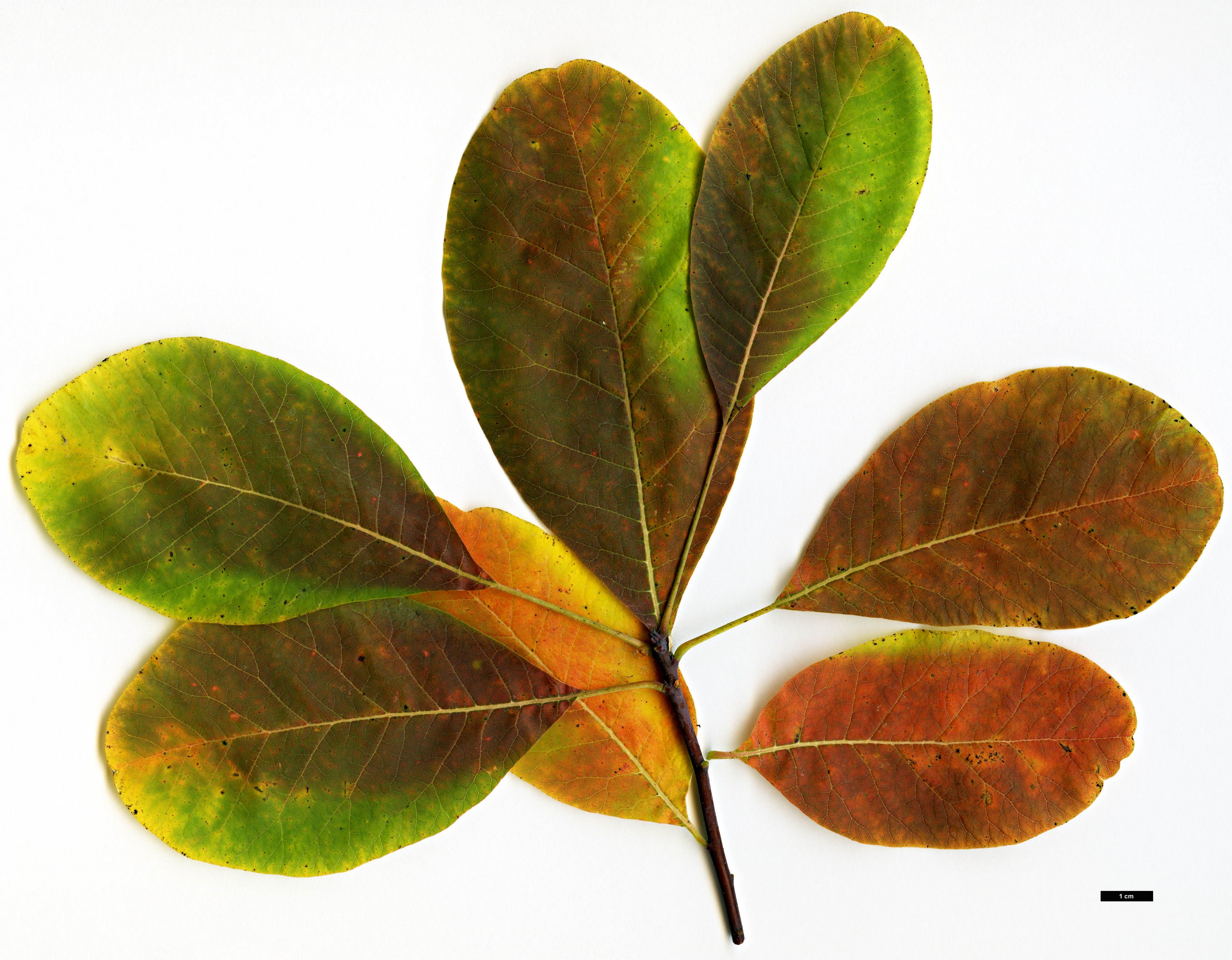 High resolution image: Family: Anacardiaceae - Genus: Cotinus - Taxon: obovatus