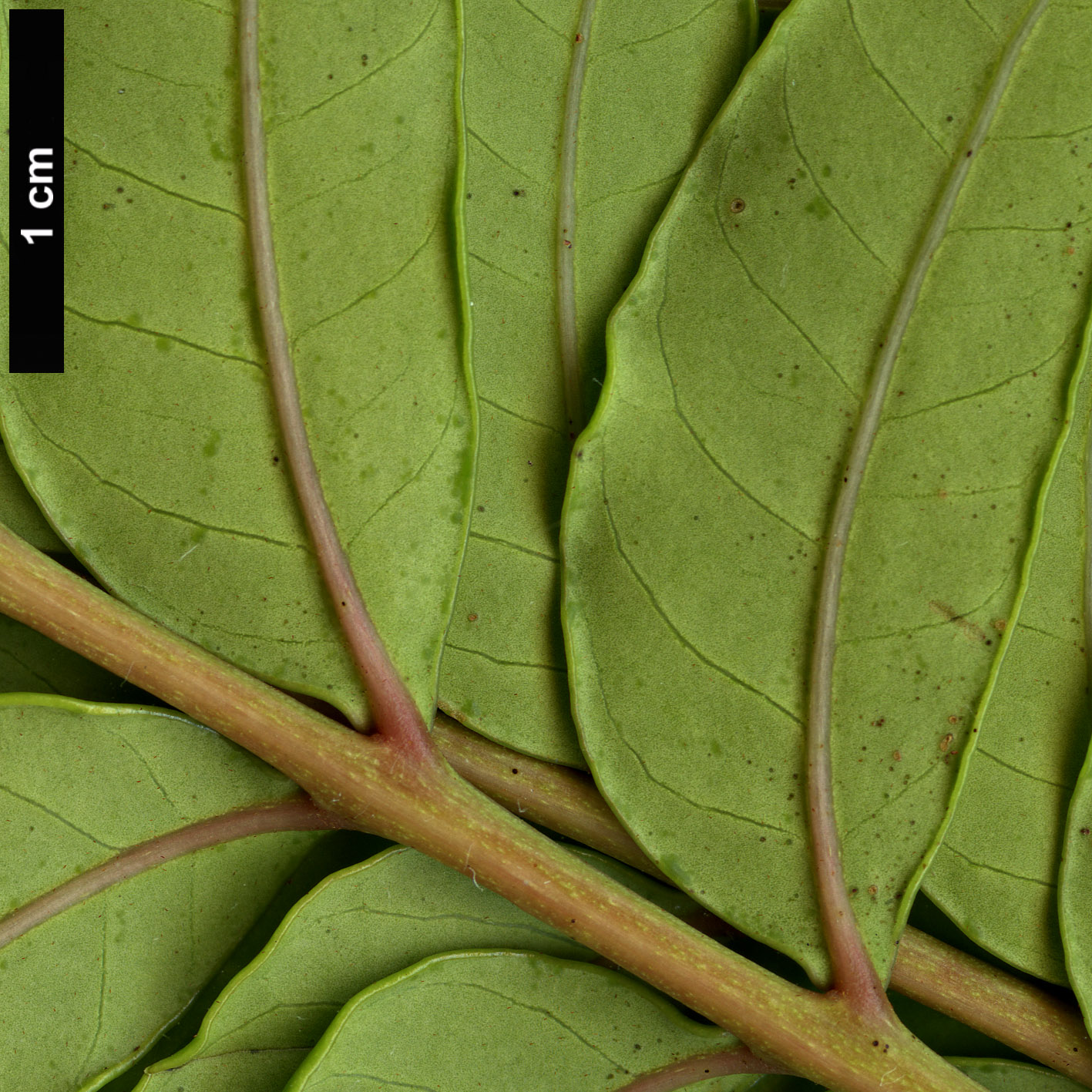 High resolution image: Family: Anacardiaceae - Genus: Harpephyllum - Taxon: caffrum