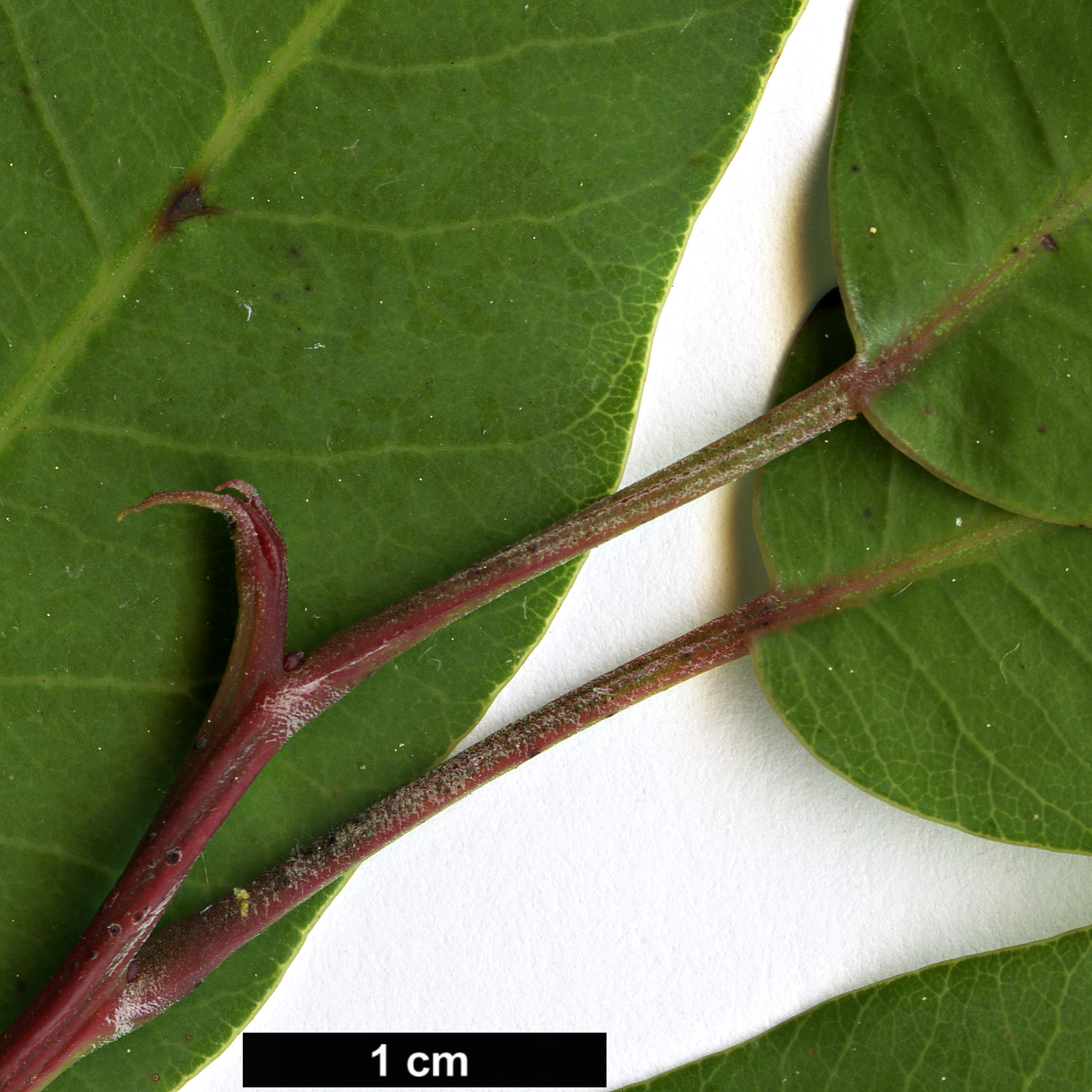 High resolution image: Family: Anacardiaceae - Genus: Malosma - Taxon: laurina