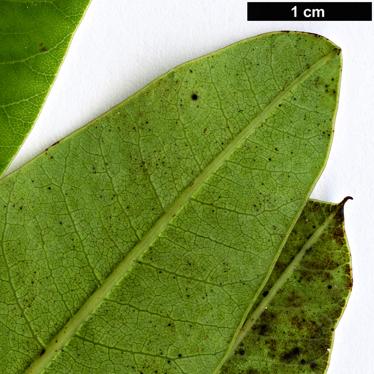 High resolution image: Family: Anacardiaceae - Genus: Malosma - Taxon: laurina