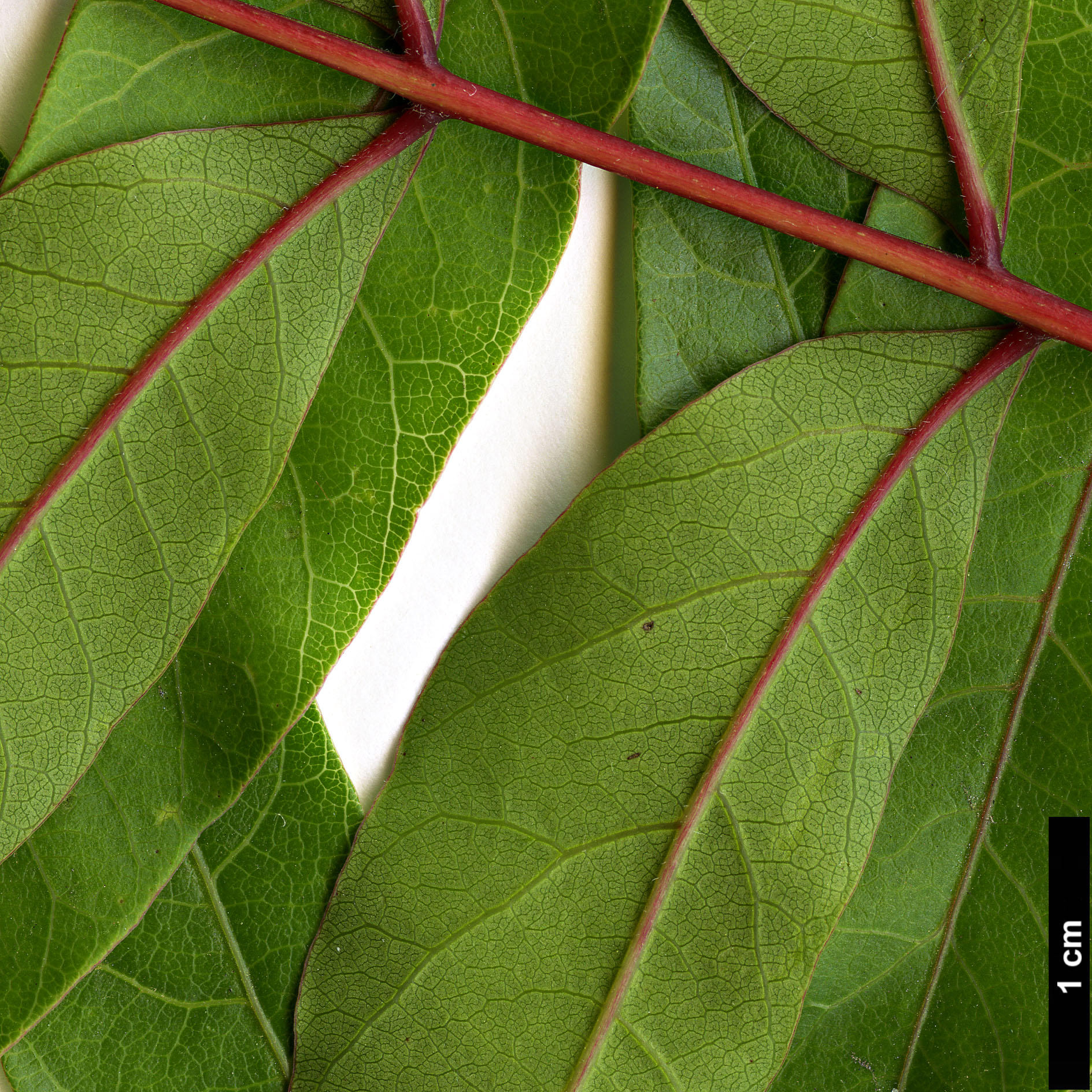 High resolution image: Family: Anacardiaceae - Genus: Pistacia - Taxon: chinensis