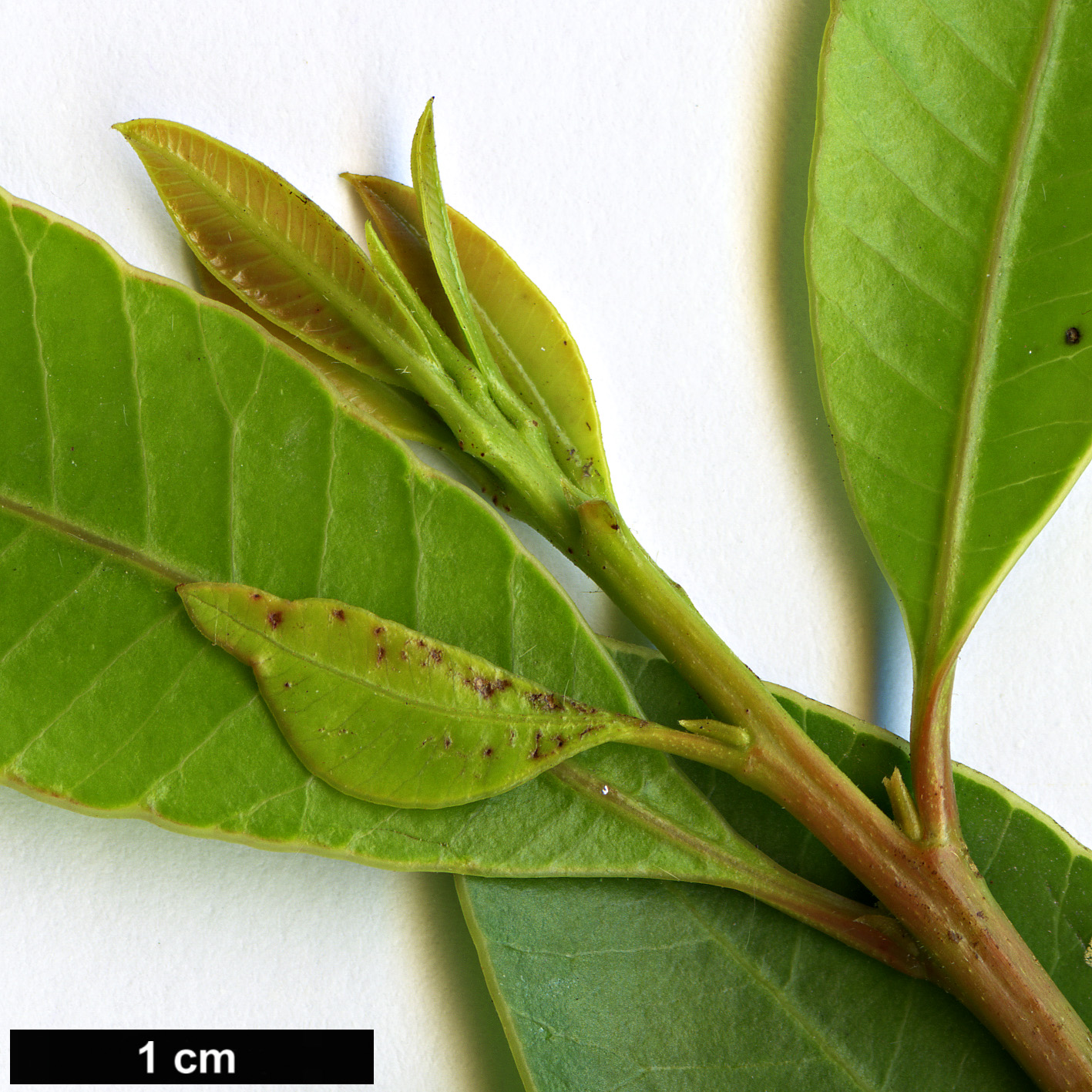 High resolution image: Family: Anacardiaceae - Genus: Protorhus - Taxon: longifolia