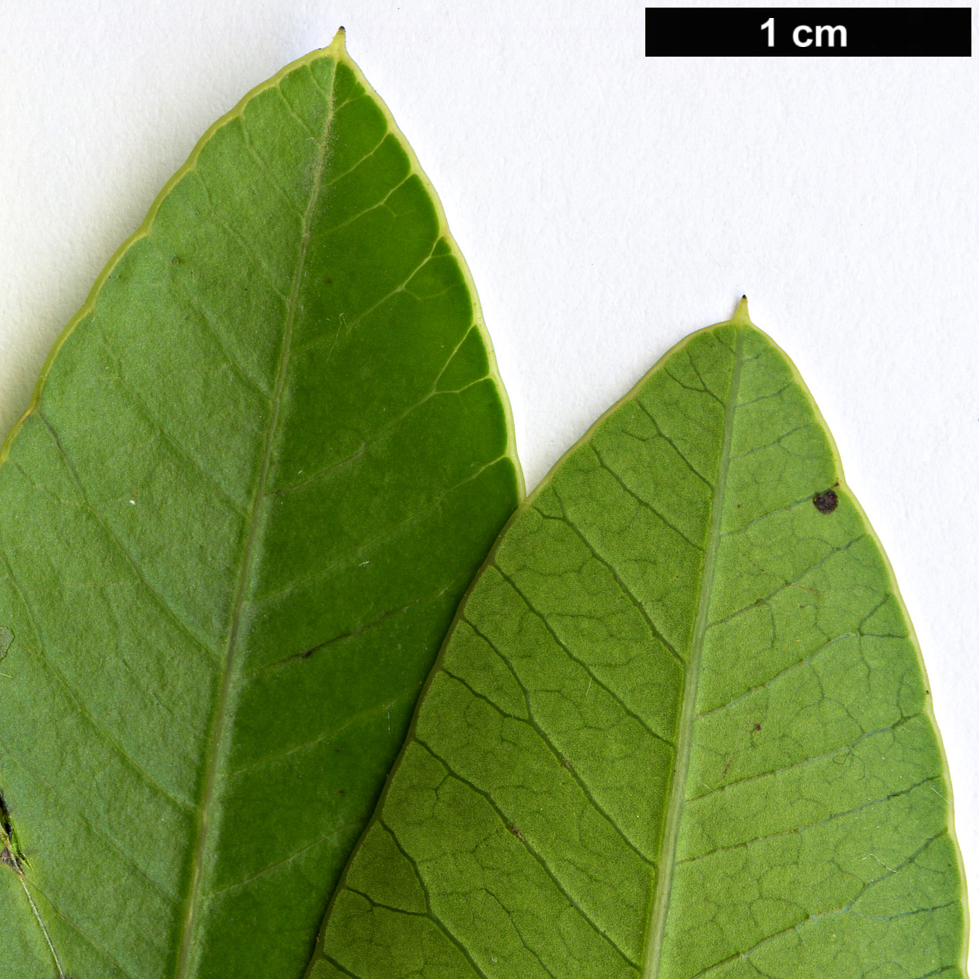 High resolution image: Family: Anacardiaceae - Genus: Protorhus - Taxon: longifolia