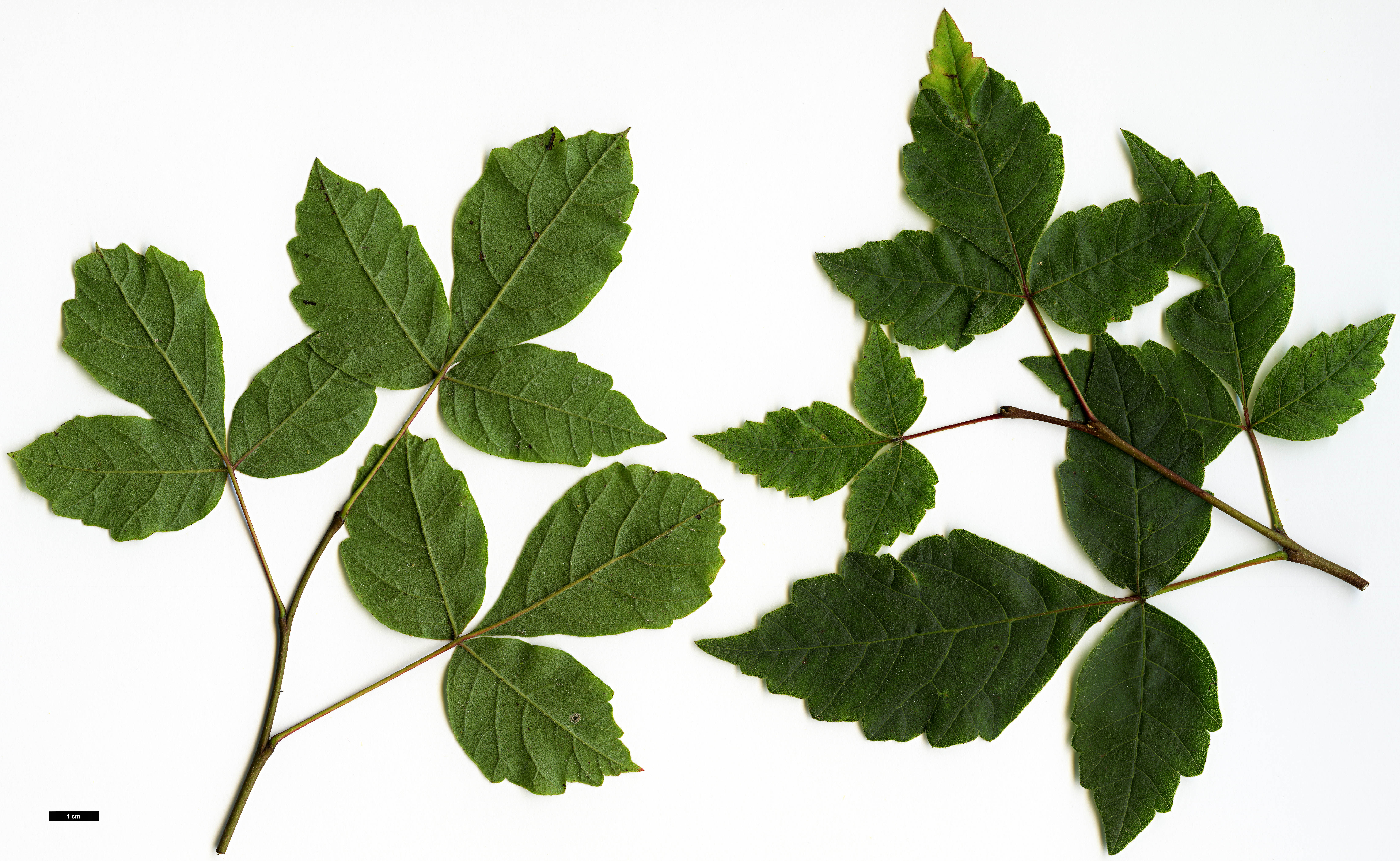 High resolution image: Family: Anacardiaceae - Genus: Rhus - Taxon: aromatica