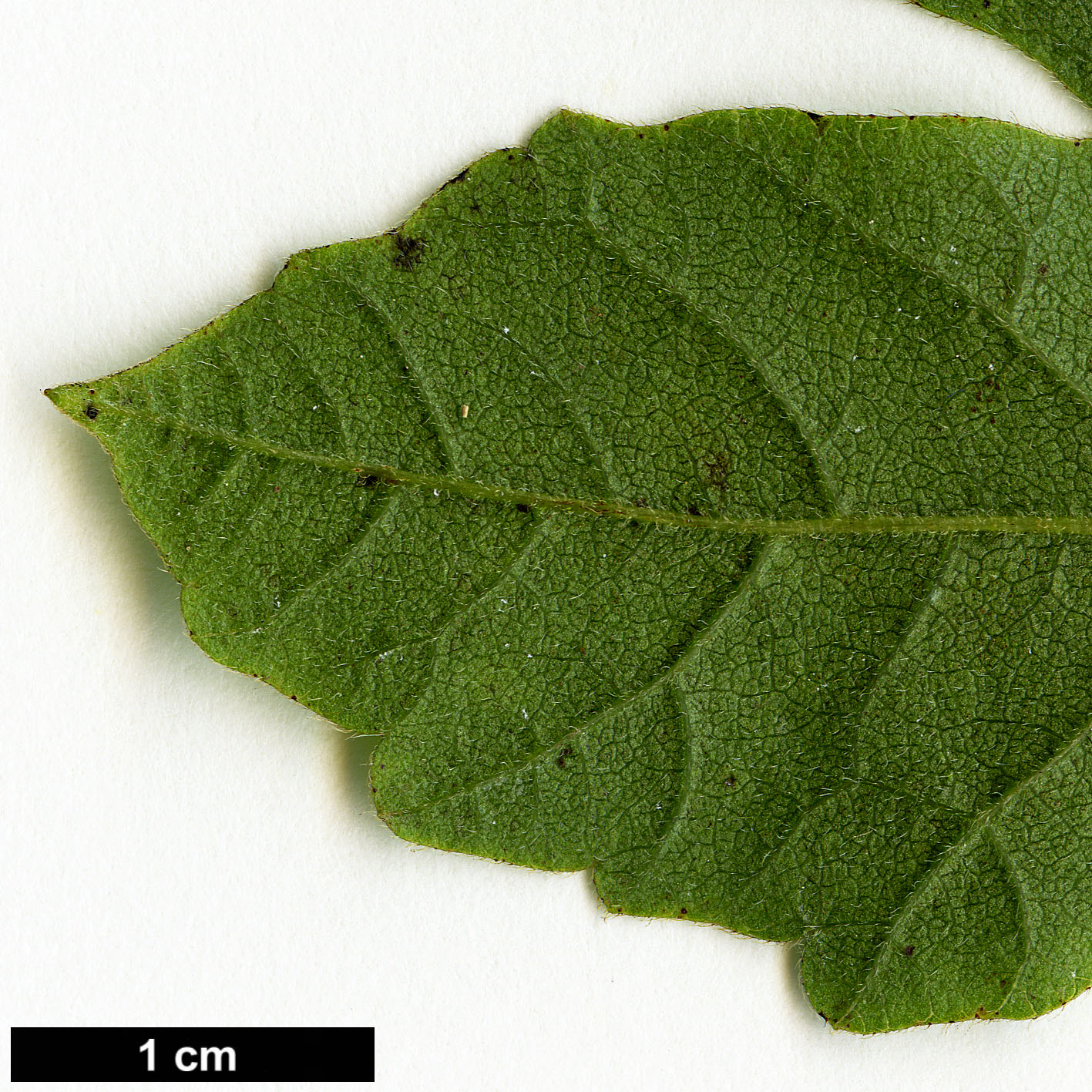 High resolution image: Family: Anacardiaceae - Genus: Rhus - Taxon: aromatica