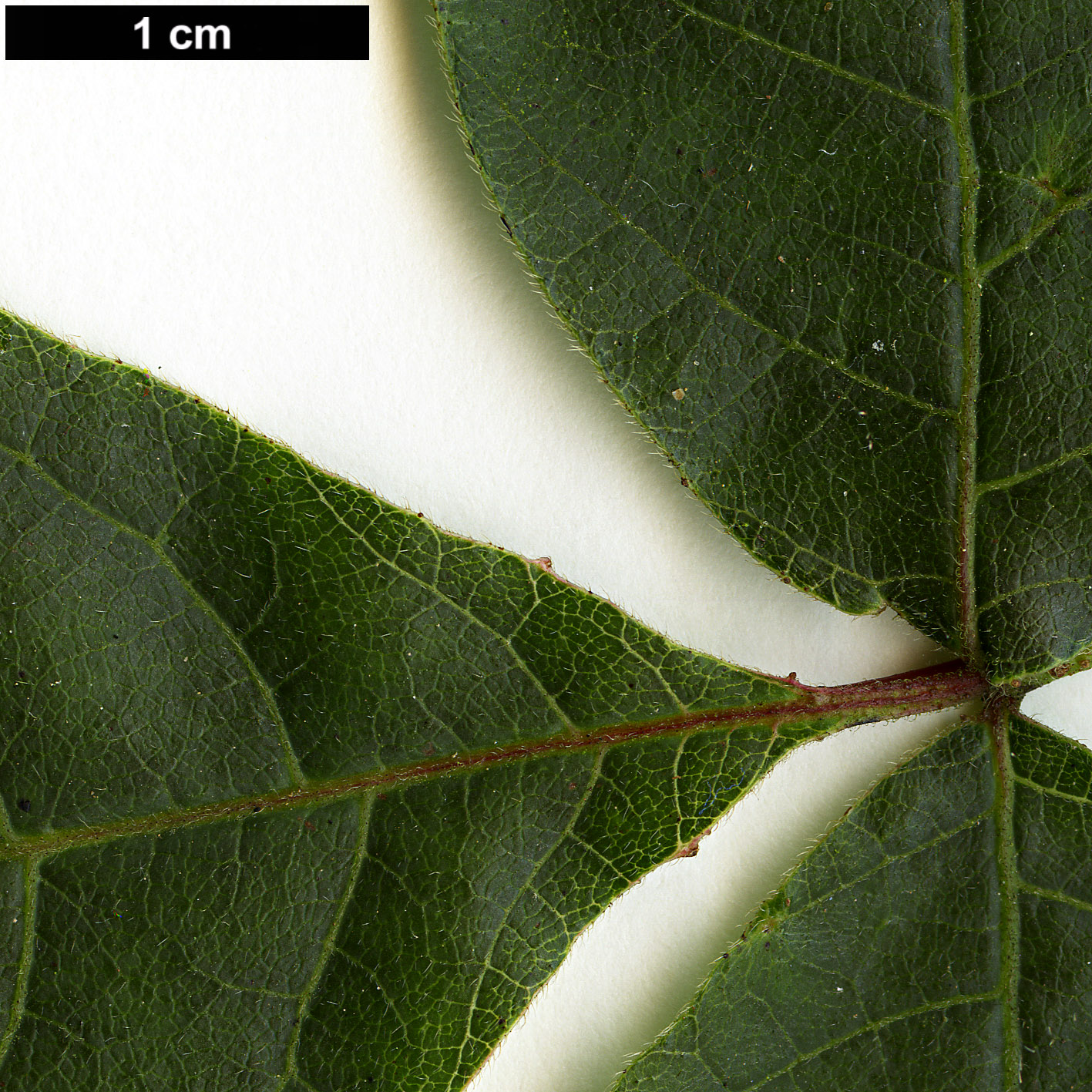 High resolution image: Family: Anacardiaceae - Genus: Rhus - Taxon: aromatica