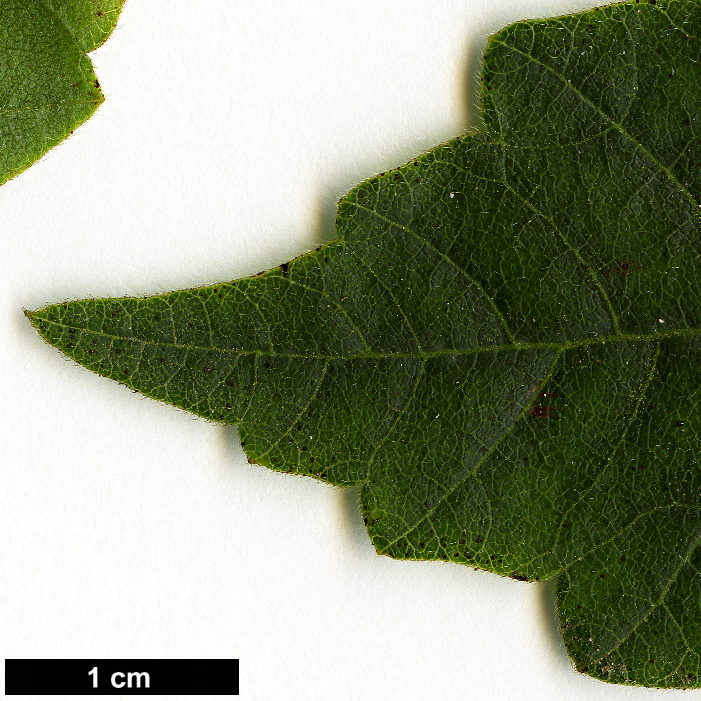 High resolution image: Family: Anacardiaceae - Genus: Rhus - Taxon: aromatica