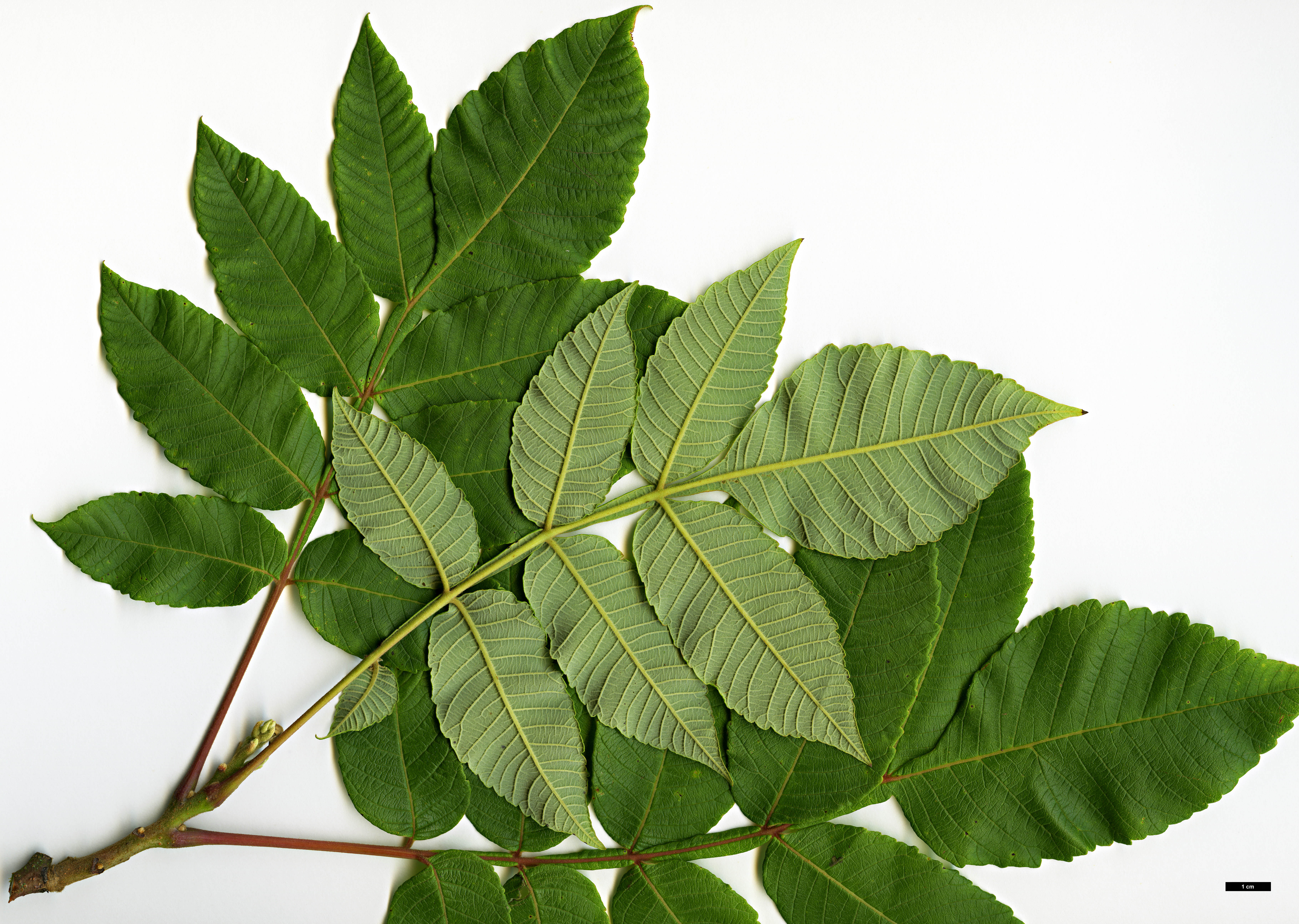 High resolution image: Family: Anacardiaceae - Genus: Rhus - Taxon: chinensis