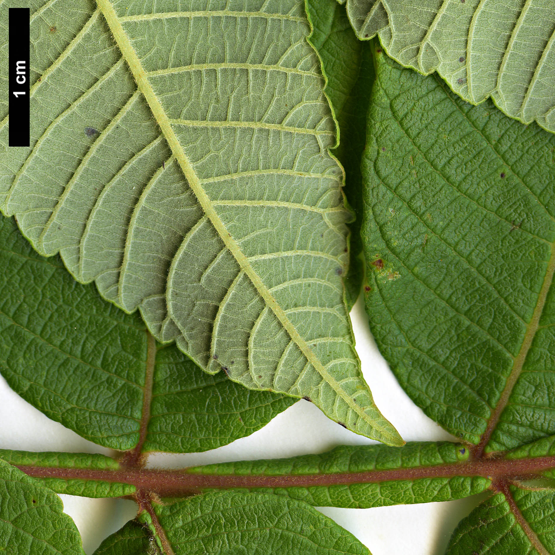 High resolution image: Family: Anacardiaceae - Genus: Rhus - Taxon: chinensis