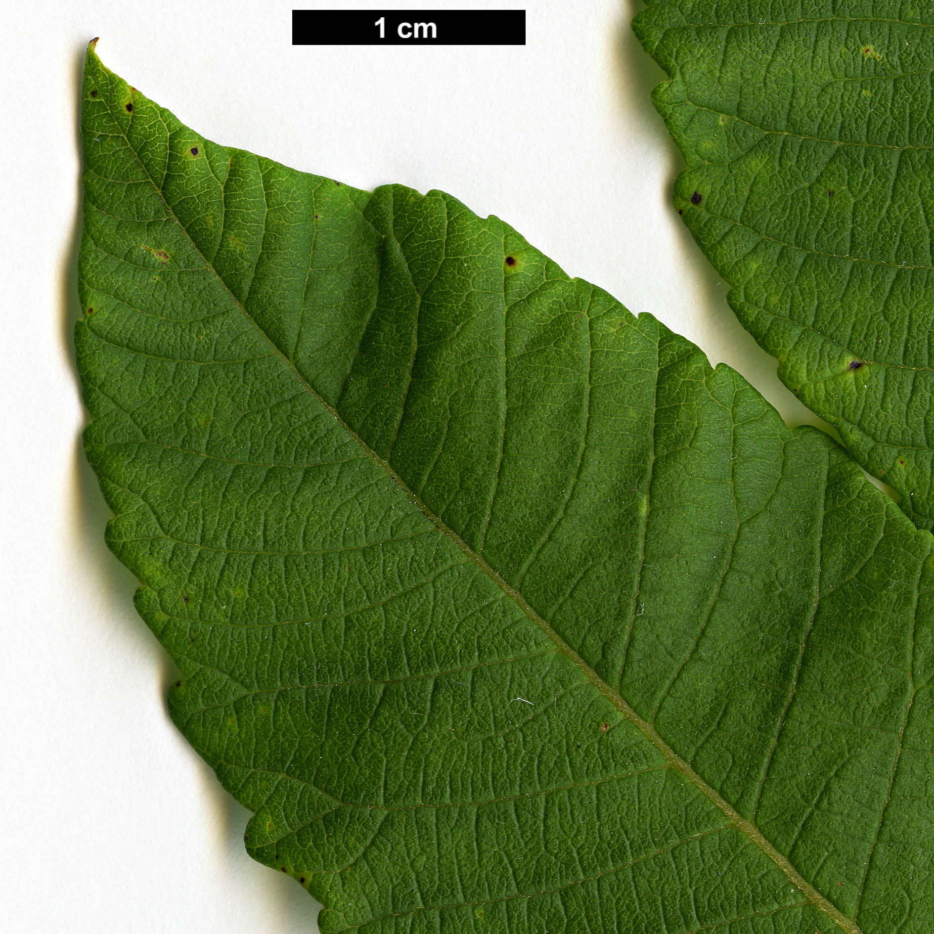 High resolution image: Family: Anacardiaceae - Genus: Rhus - Taxon: chinensis