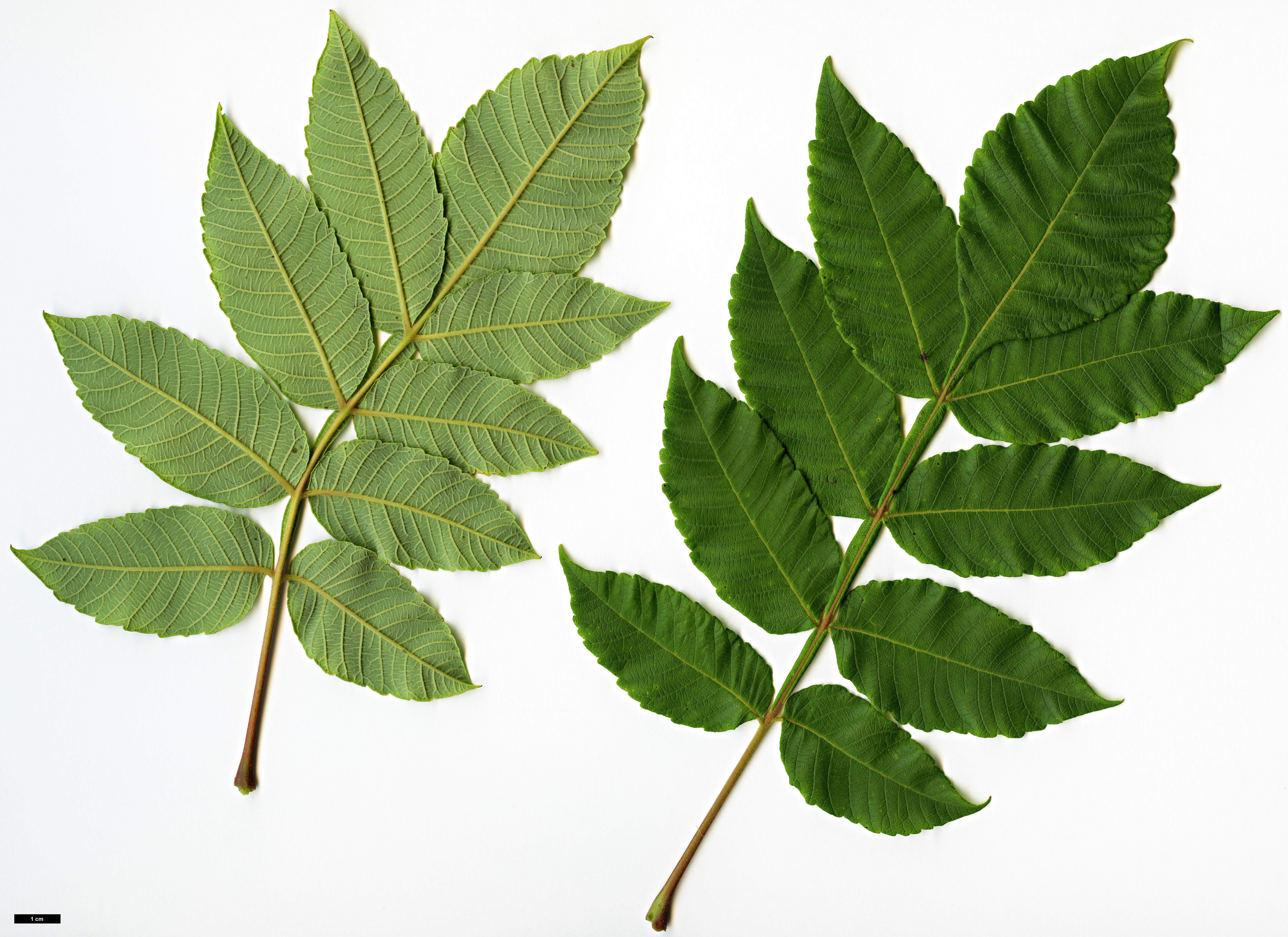 High resolution image: Family: Anacardiaceae - Genus: Rhus - Taxon: chinensis