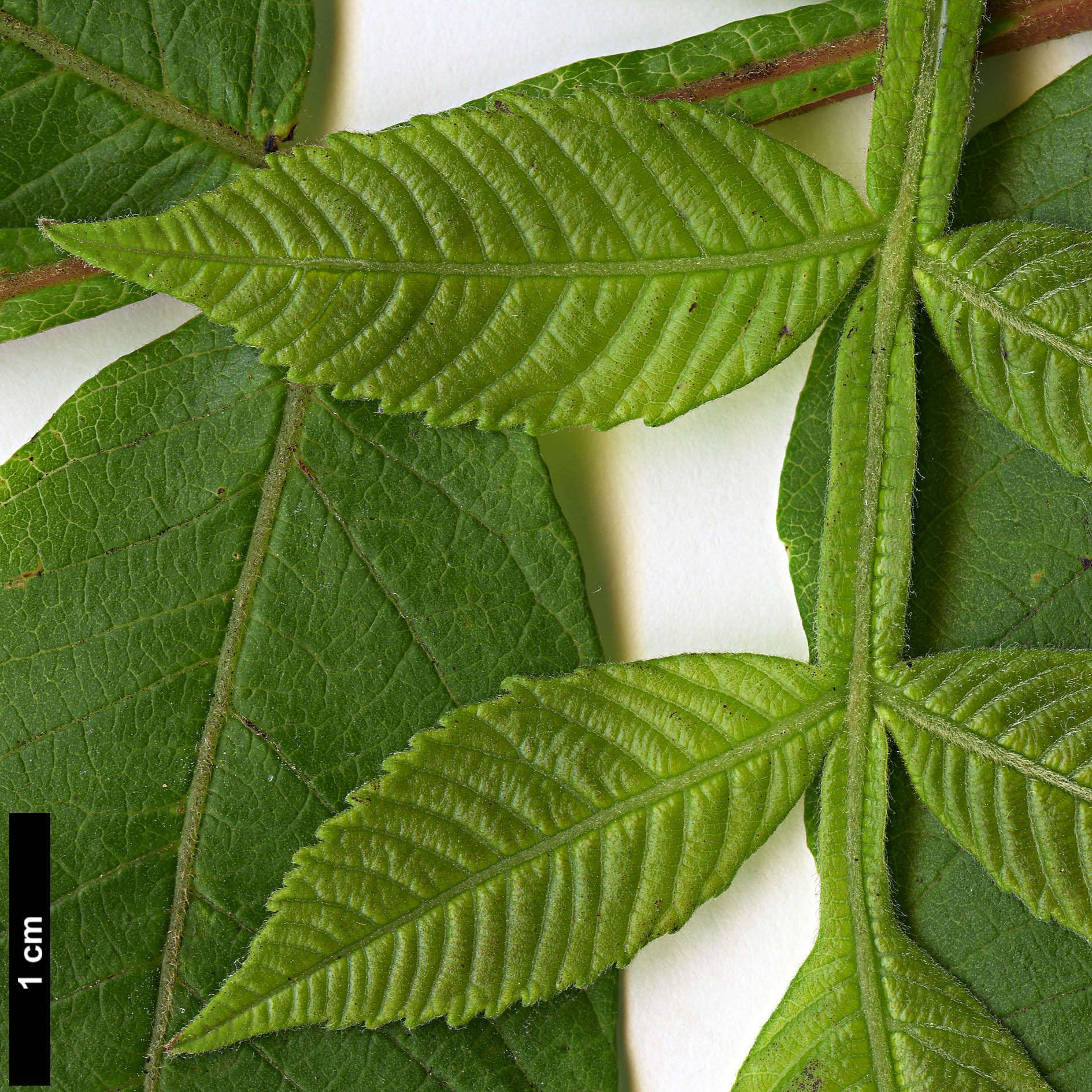 High resolution image: Family: Anacardiaceae - Genus: Rhus - Taxon: chinensis