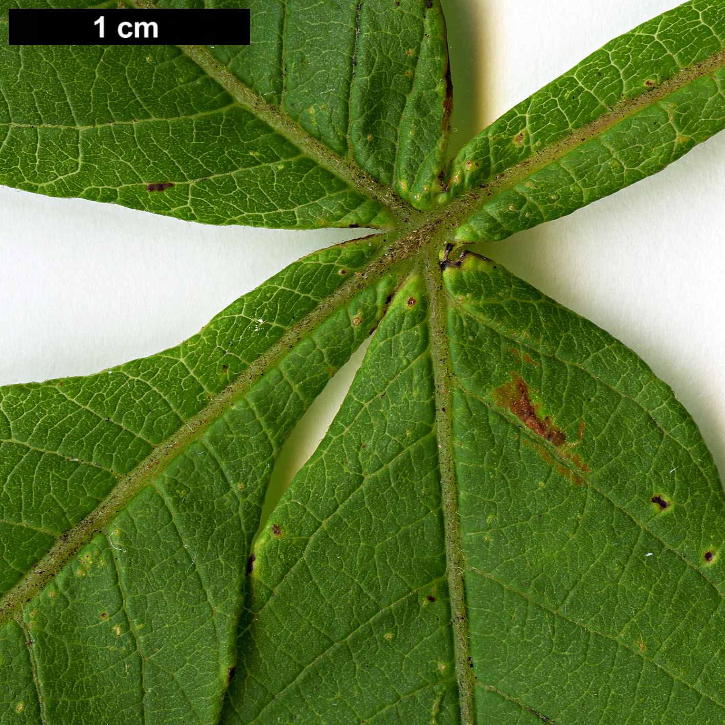 High resolution image: Family: Anacardiaceae - Genus: Rhus - Taxon: chinensis