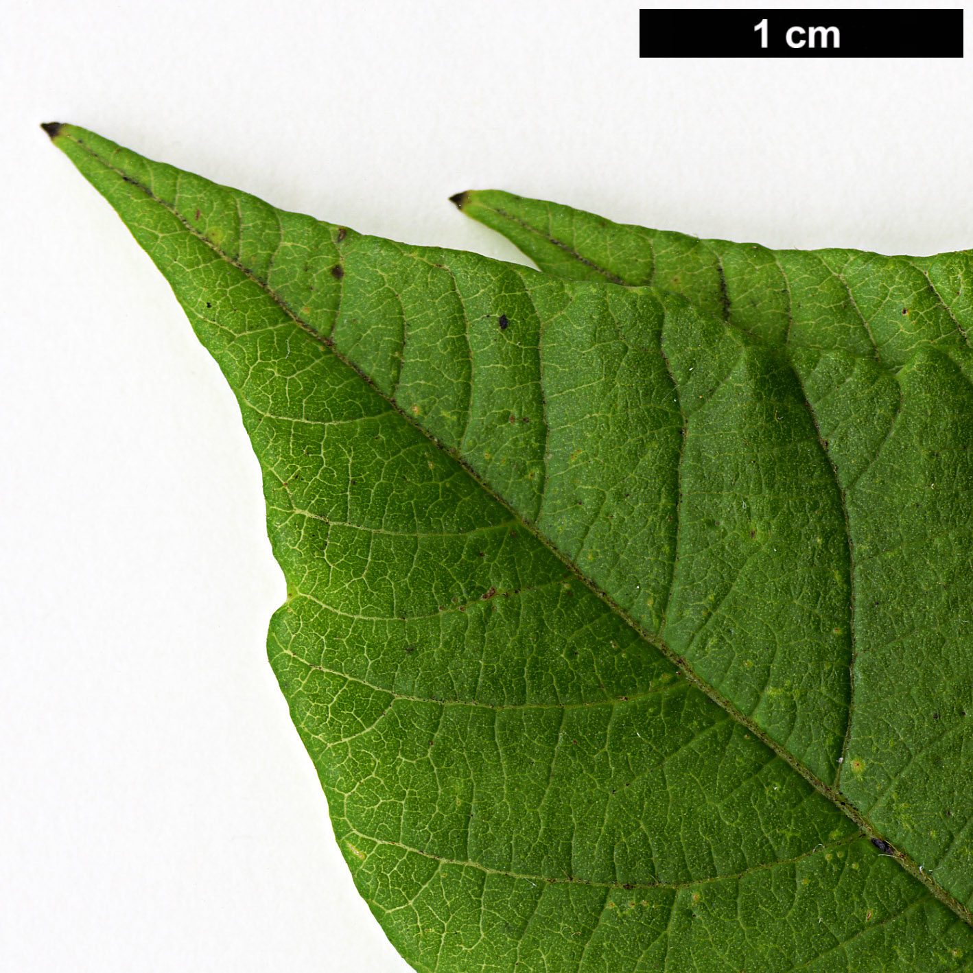 High resolution image: Family: Anacardiaceae - Genus: Rhus - Taxon: chinensis