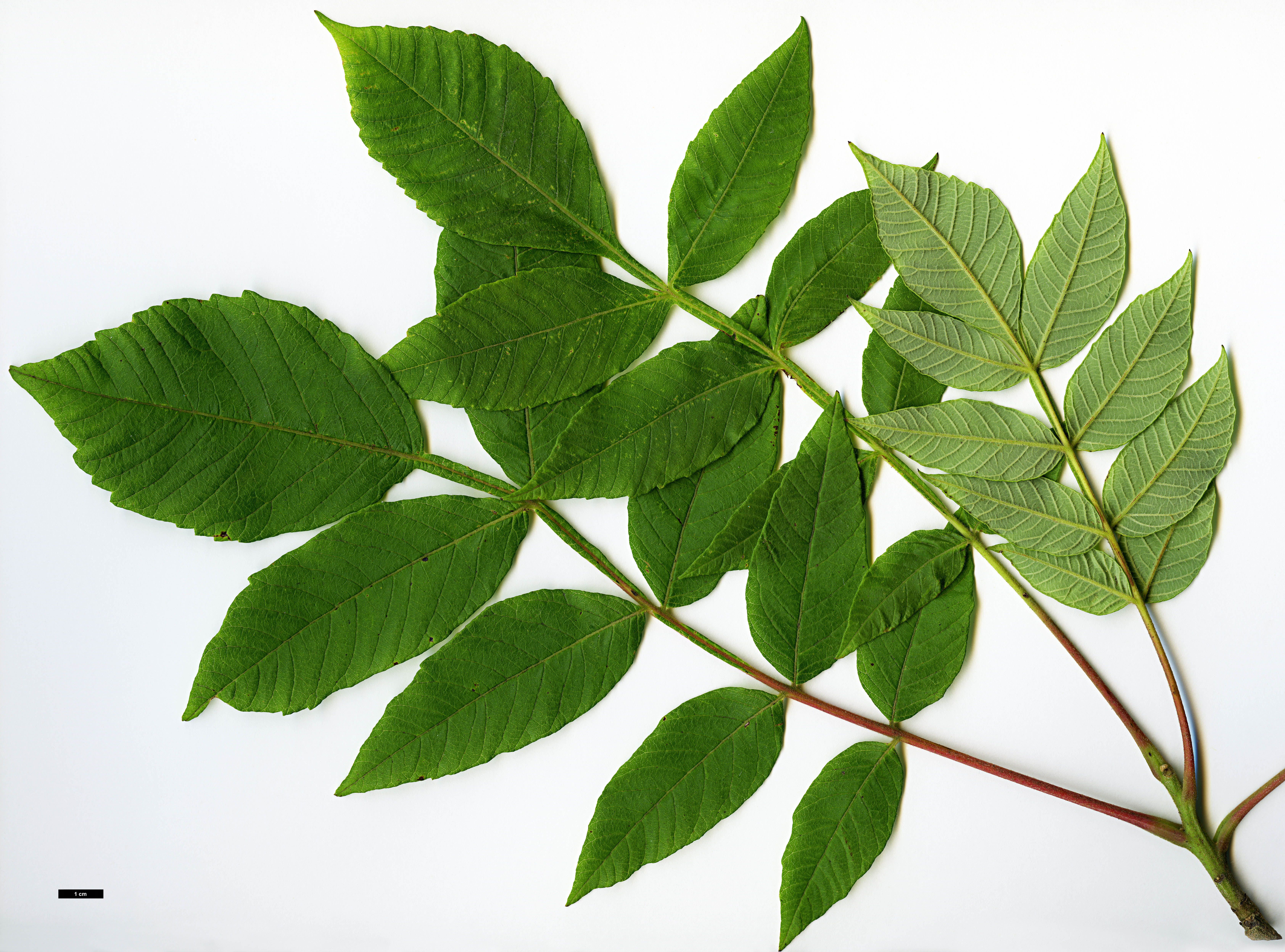 High resolution image: Family: Anacardiaceae - Genus: Rhus - Taxon: chinensis