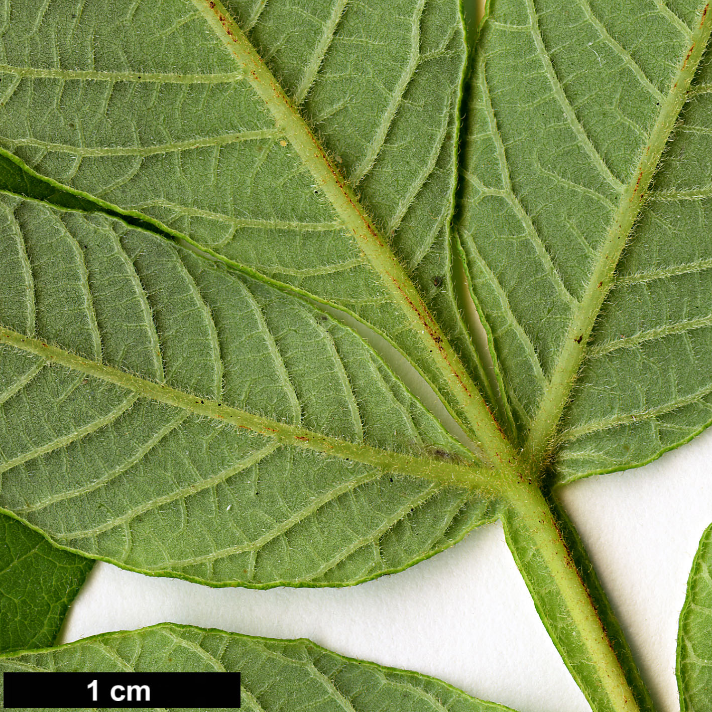 High resolution image: Family: Anacardiaceae - Genus: Rhus - Taxon: chinensis