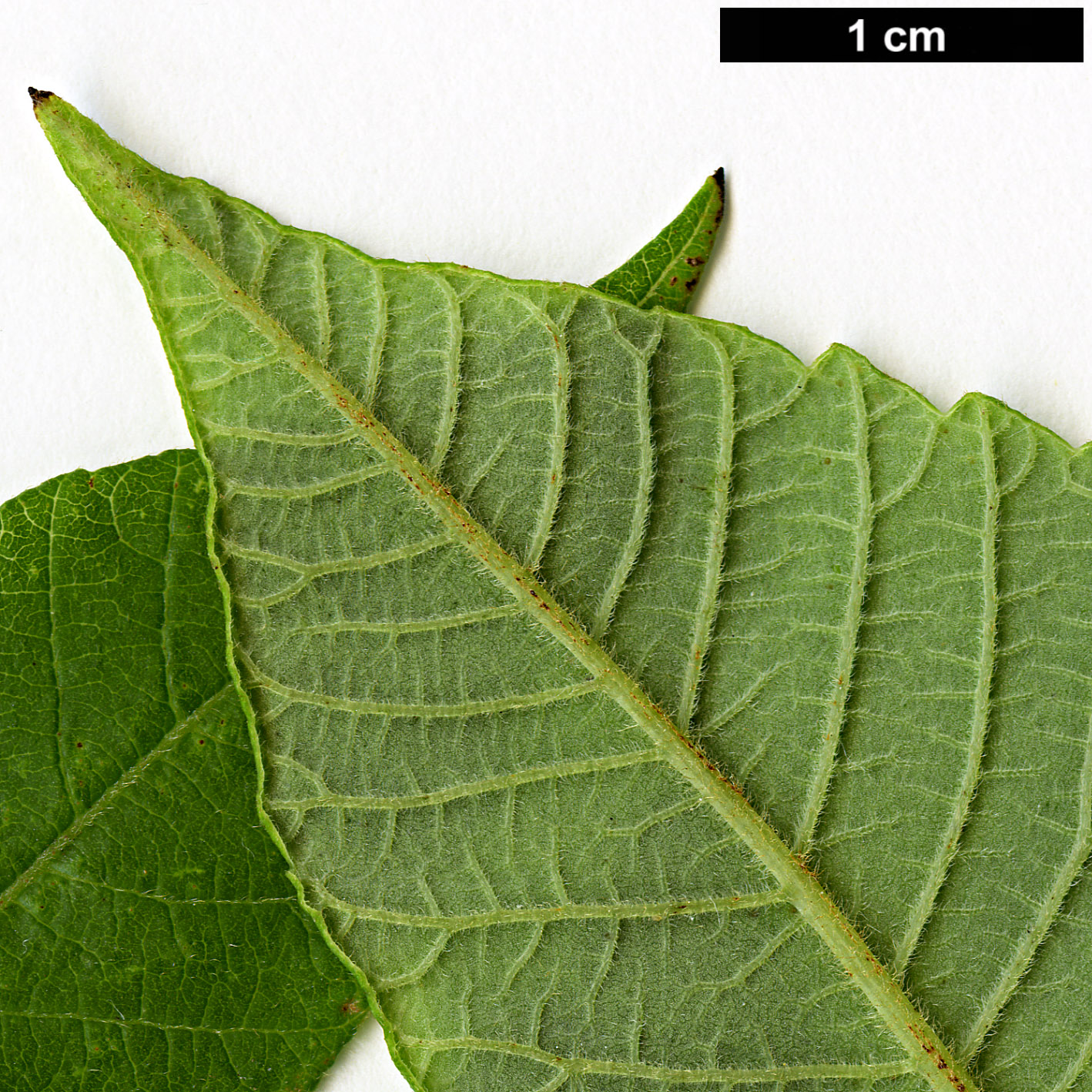 High resolution image: Family: Anacardiaceae - Genus: Rhus - Taxon: chinensis