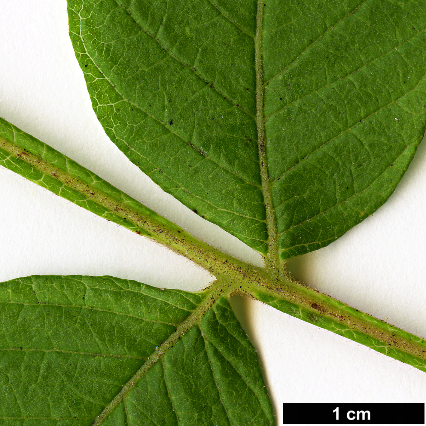 High resolution image: Family: Anacardiaceae - Genus: Rhus - Taxon: chinensis