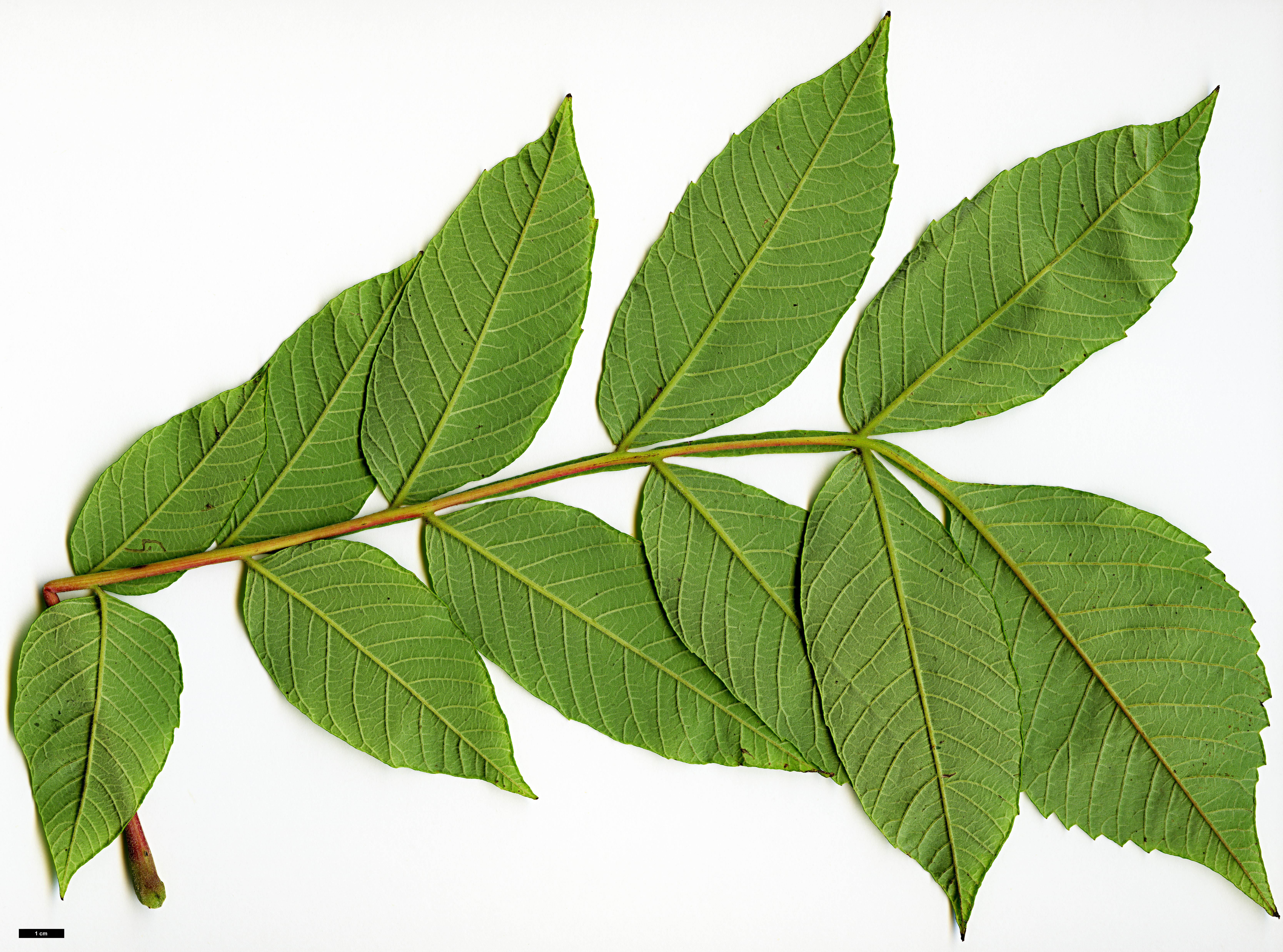 High resolution image: Family: Anacardiaceae - Genus: Rhus - Taxon: chinensis