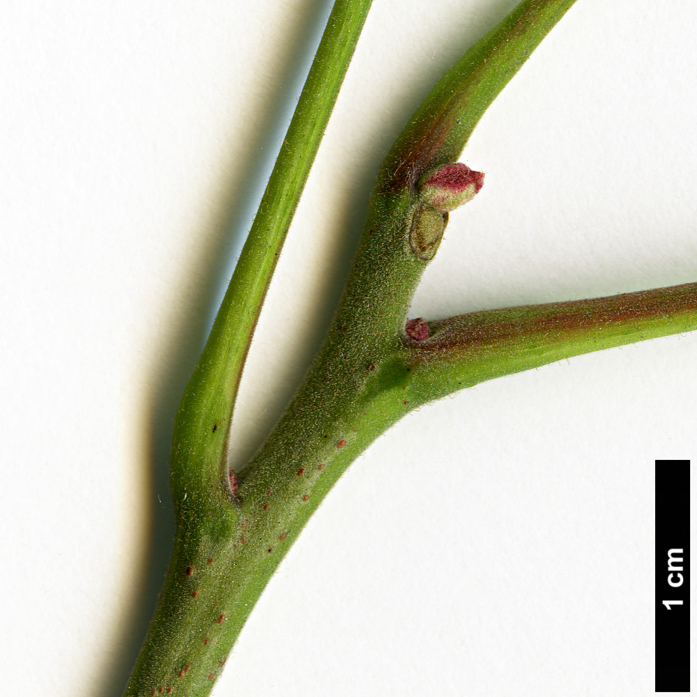 High resolution image: Family: Anacardiaceae - Genus: Rhus - Taxon: copallina