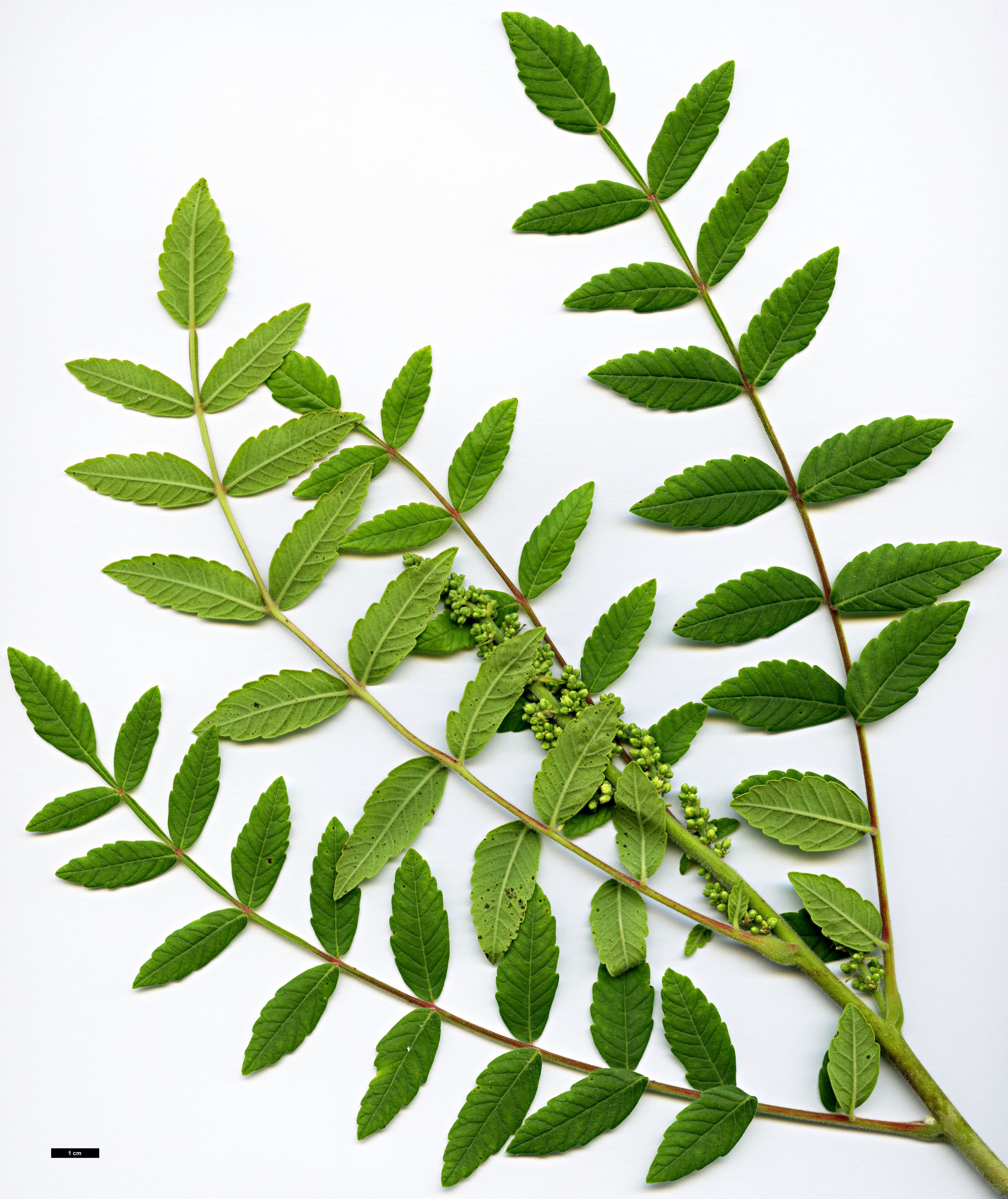 High resolution image: Family: Anacardiaceae - Genus: Rhus - Taxon: coriaria