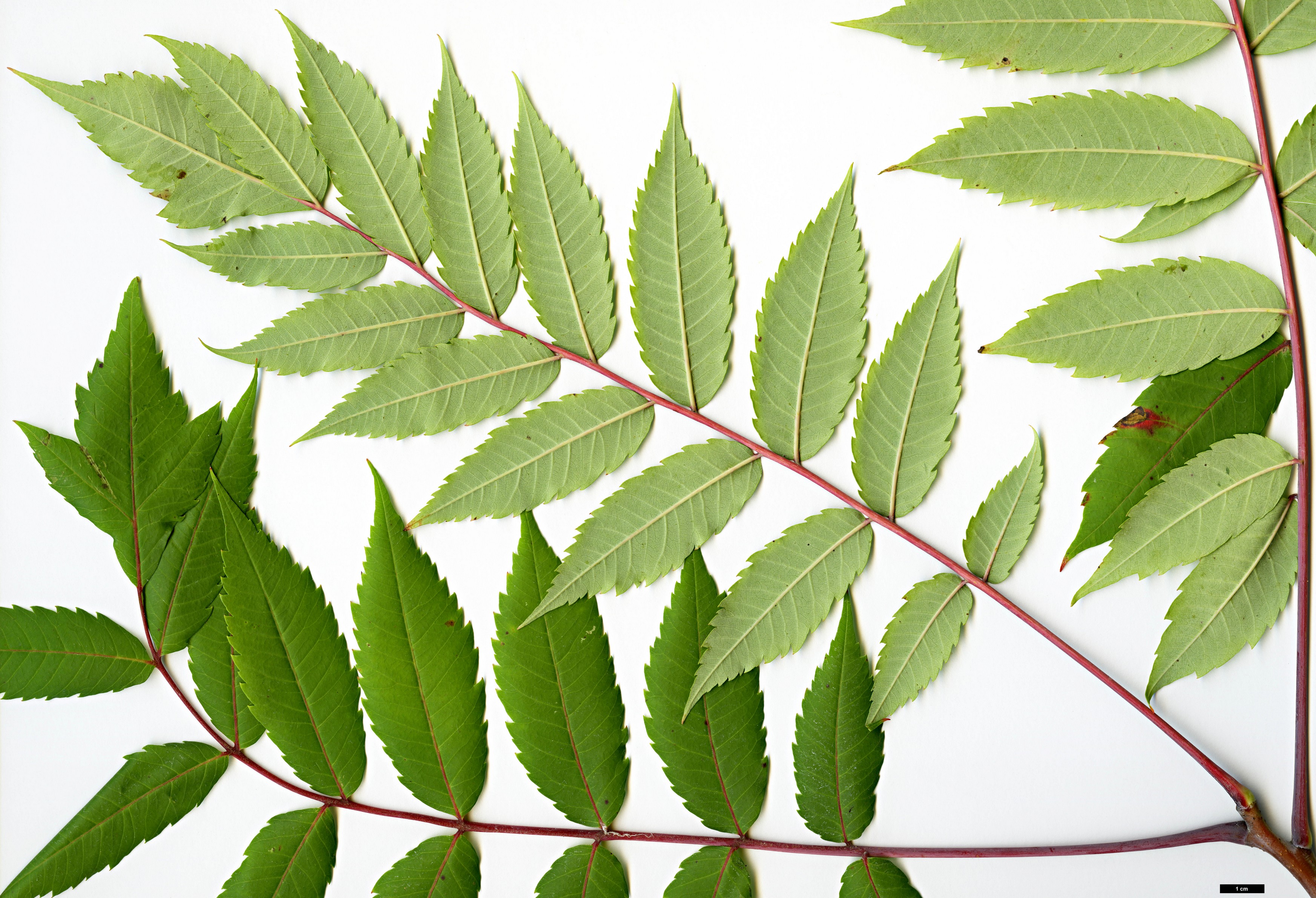 High resolution image: Family: Anacardiaceae - Genus: Rhus - Taxon: glabra