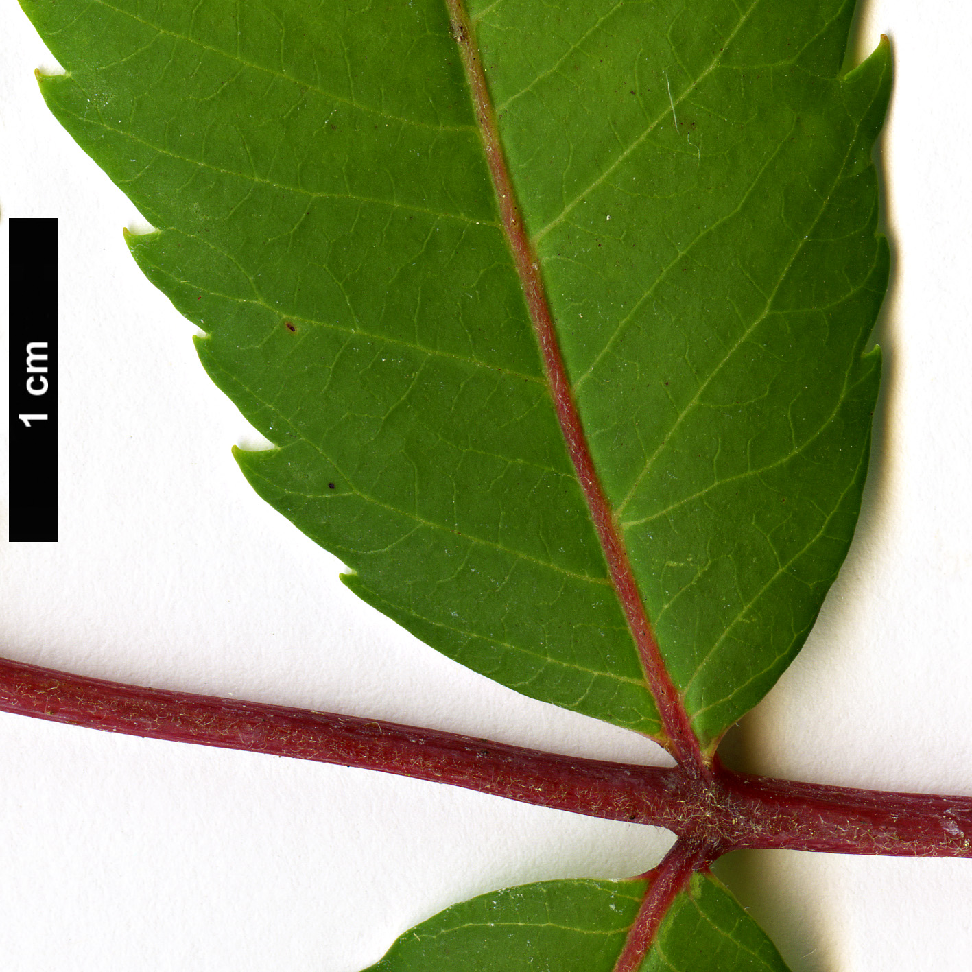 High resolution image: Family: Anacardiaceae - Genus: Rhus - Taxon: glabra