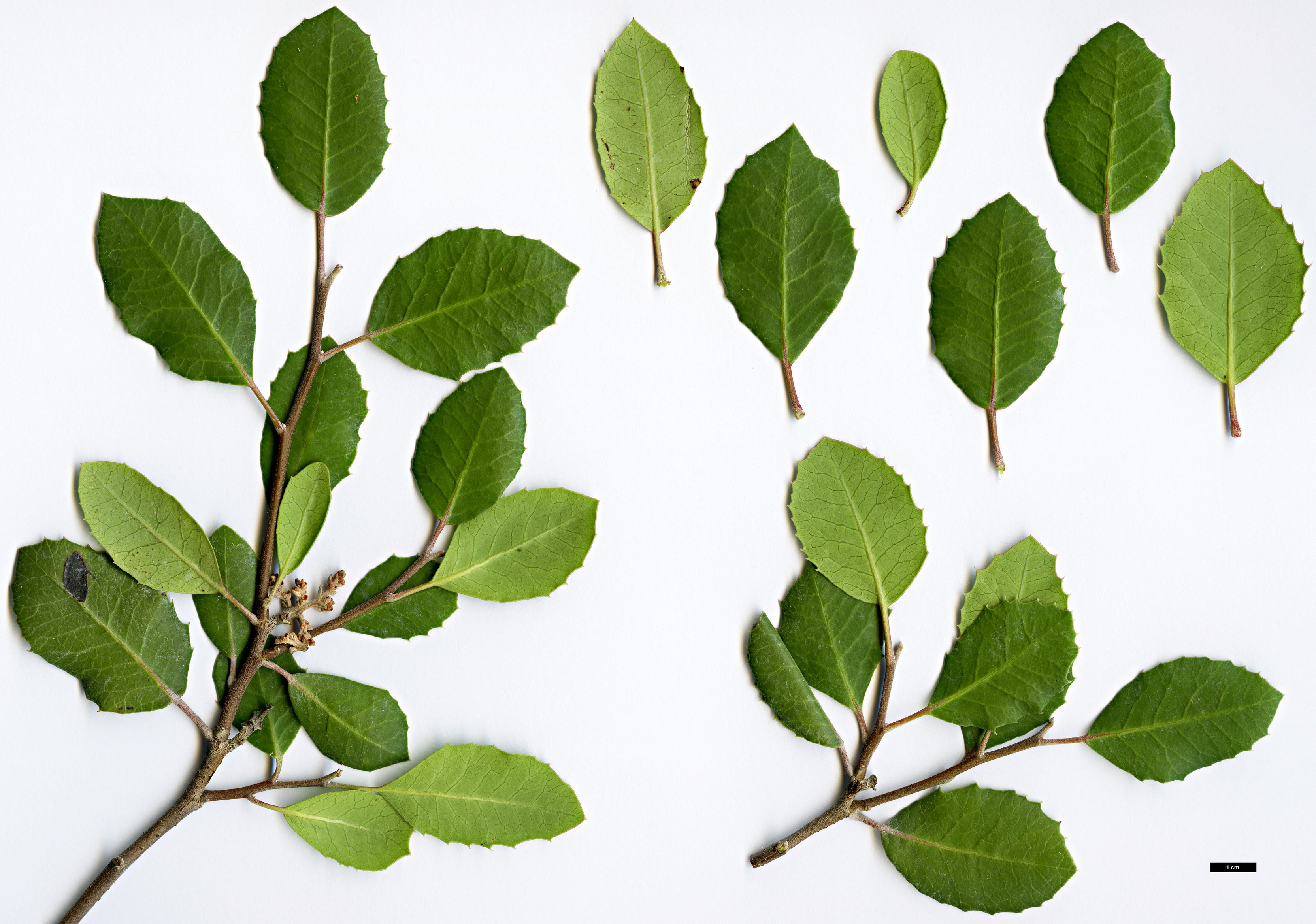 High resolution image: Family: Anacardiaceae - Genus: Rhus - Taxon: integrifolia